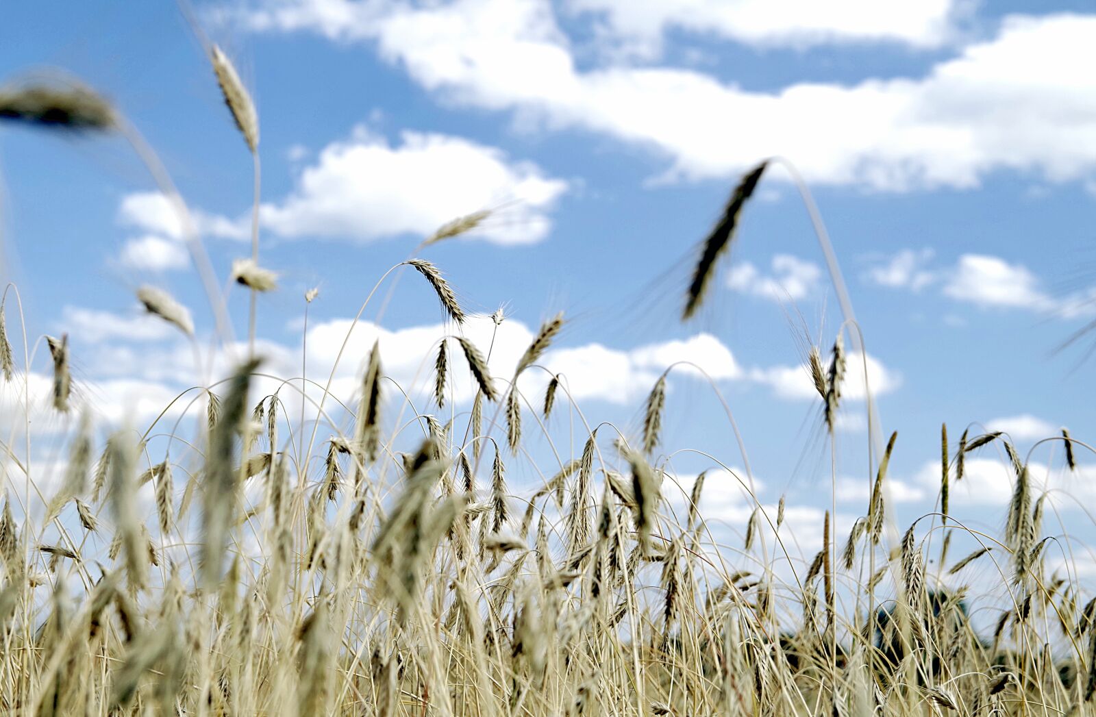Pentax K-S2 sample photo. Corn, ears, harvest photography