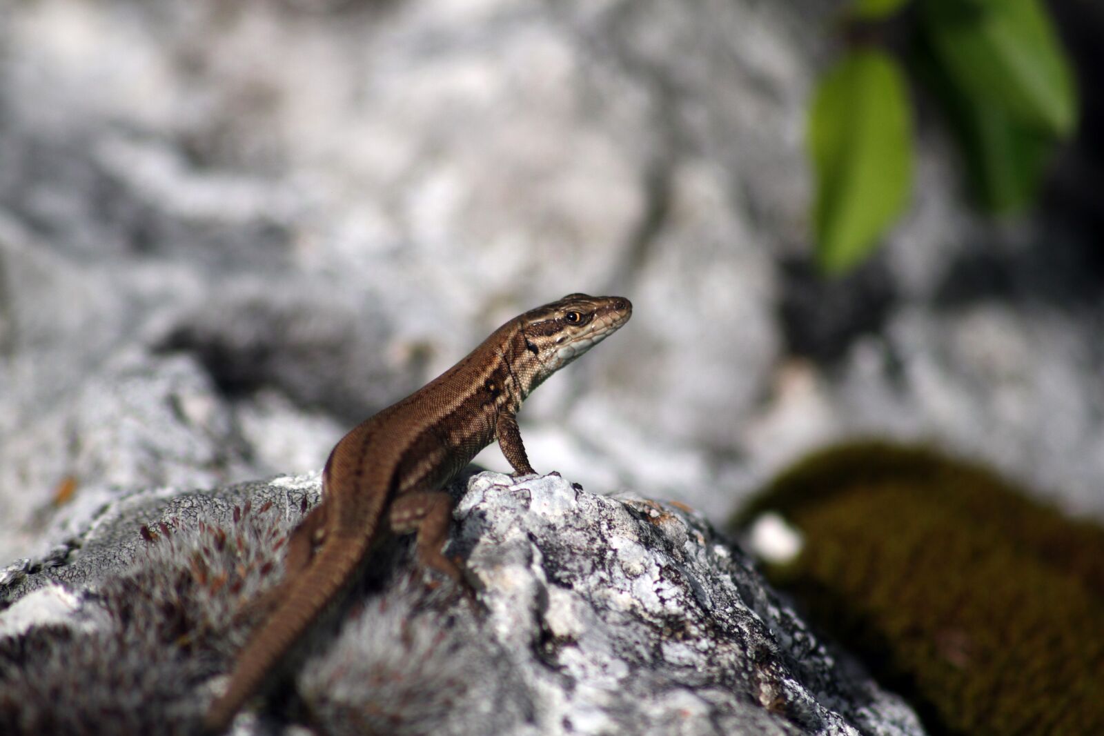Canon EOS 7D sample photo. Lizard, reptile, green photography