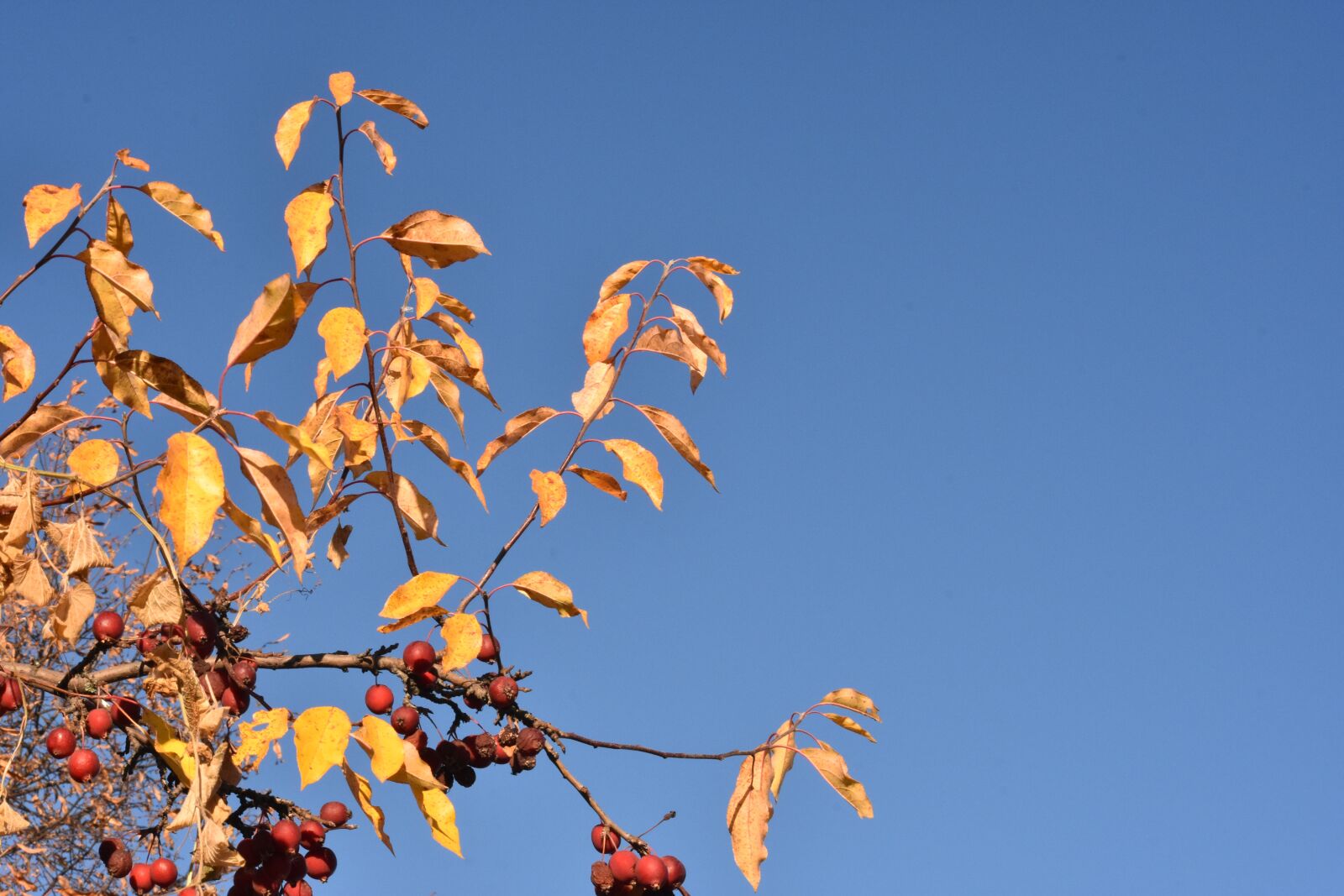 Nikon D3400 sample photo. Autumn, apple tree, branch photography