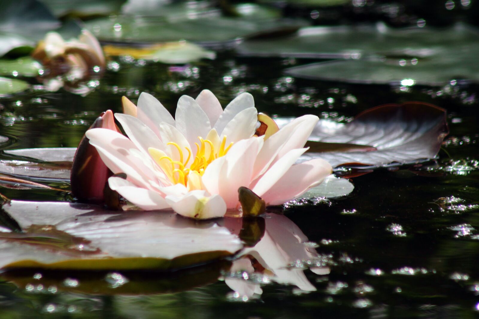 Canon EOS 1100D (EOS Rebel T3 / EOS Kiss X50) + Canon EF 75-300mm f/4-5.6 sample photo. Water lily, pink, pond photography