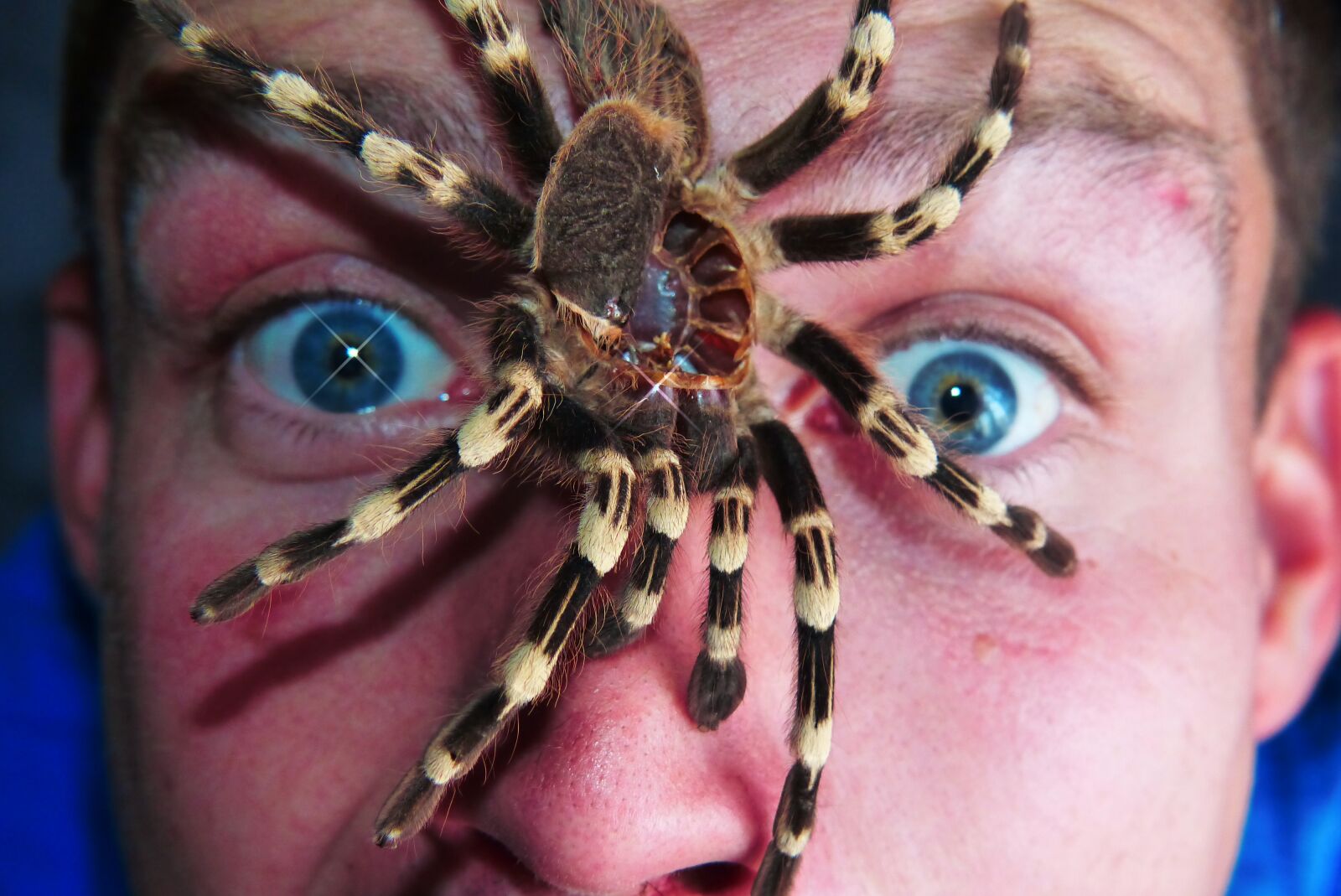 Panasonic Lumix DMC-FZ200 sample photo. Birdman, molt, spider photography