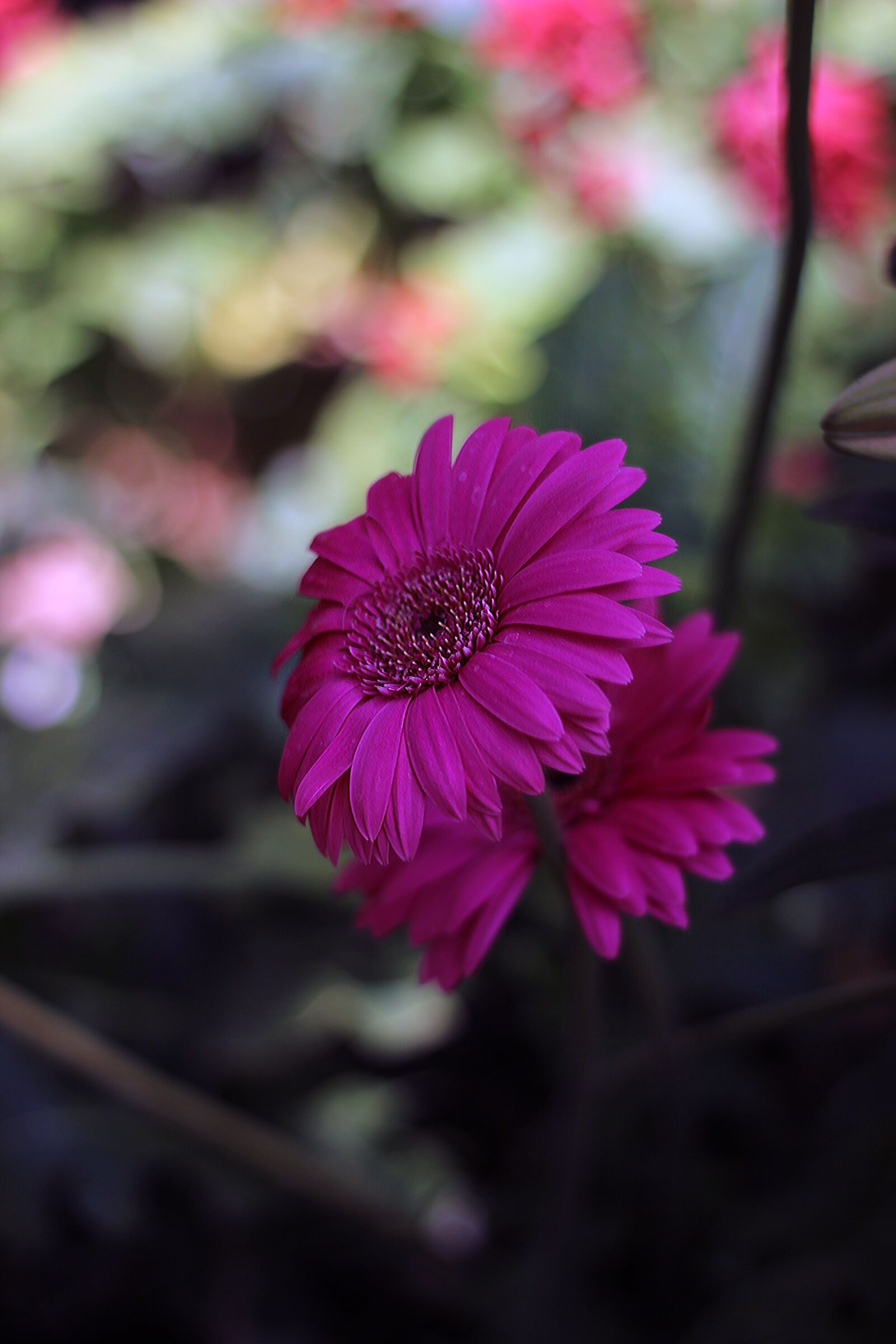 Canon EOS 600D (Rebel EOS T3i / EOS Kiss X5) + Canon EF 50mm F1.8 II sample photo. Flower, pink, spring photography