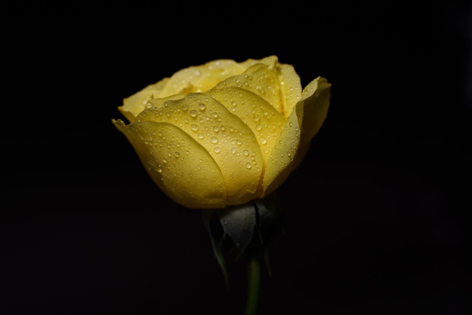 Sony a7 III sample photo. Rose, flowers, yellow photography