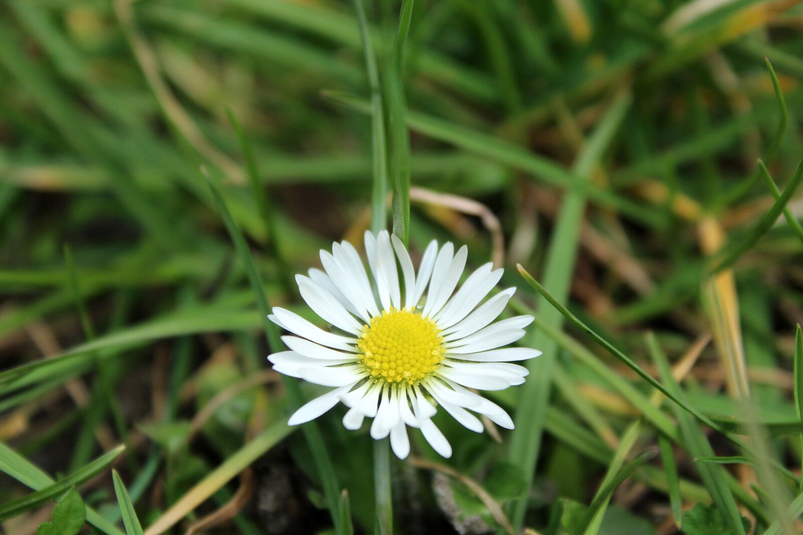Canon EOS 1200D (EOS Rebel T5 / EOS Kiss X70 / EOS Hi) sample photo. Daisy, meadow, spring photography