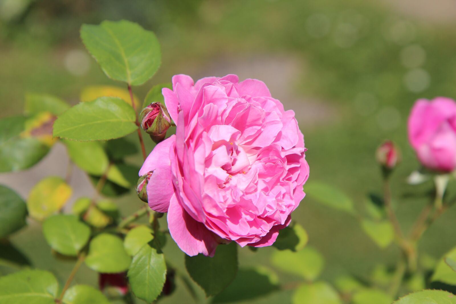Canon EOS 600D (Rebel EOS T3i / EOS Kiss X5) sample photo. Pink, pink rose, rosier photography