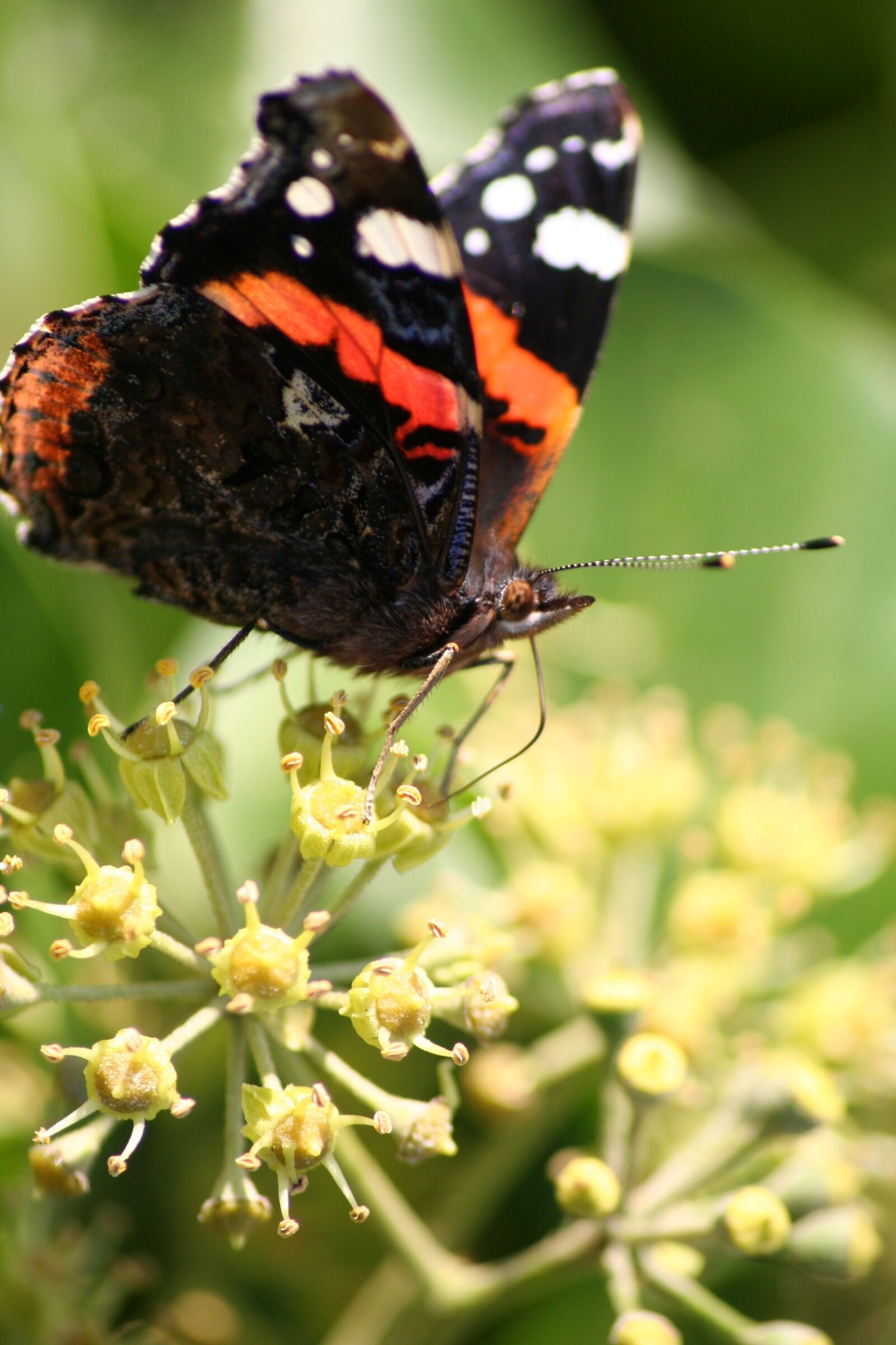 Canon EOS 350D (EOS Digital Rebel XT / EOS Kiss Digital N) sample photo. Butterfly, summer, insect photography