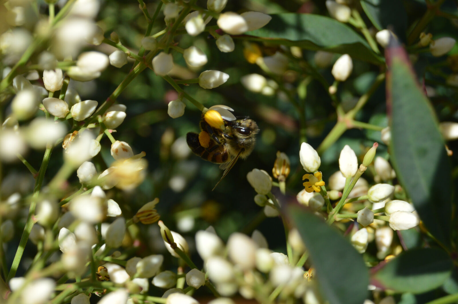 Nikon D3200 sample photo. Bee, closeup, flowers, nature photography