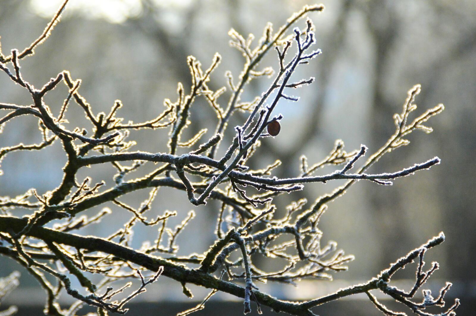 Nikon D3200 sample photo. Branches, snow, winter photography