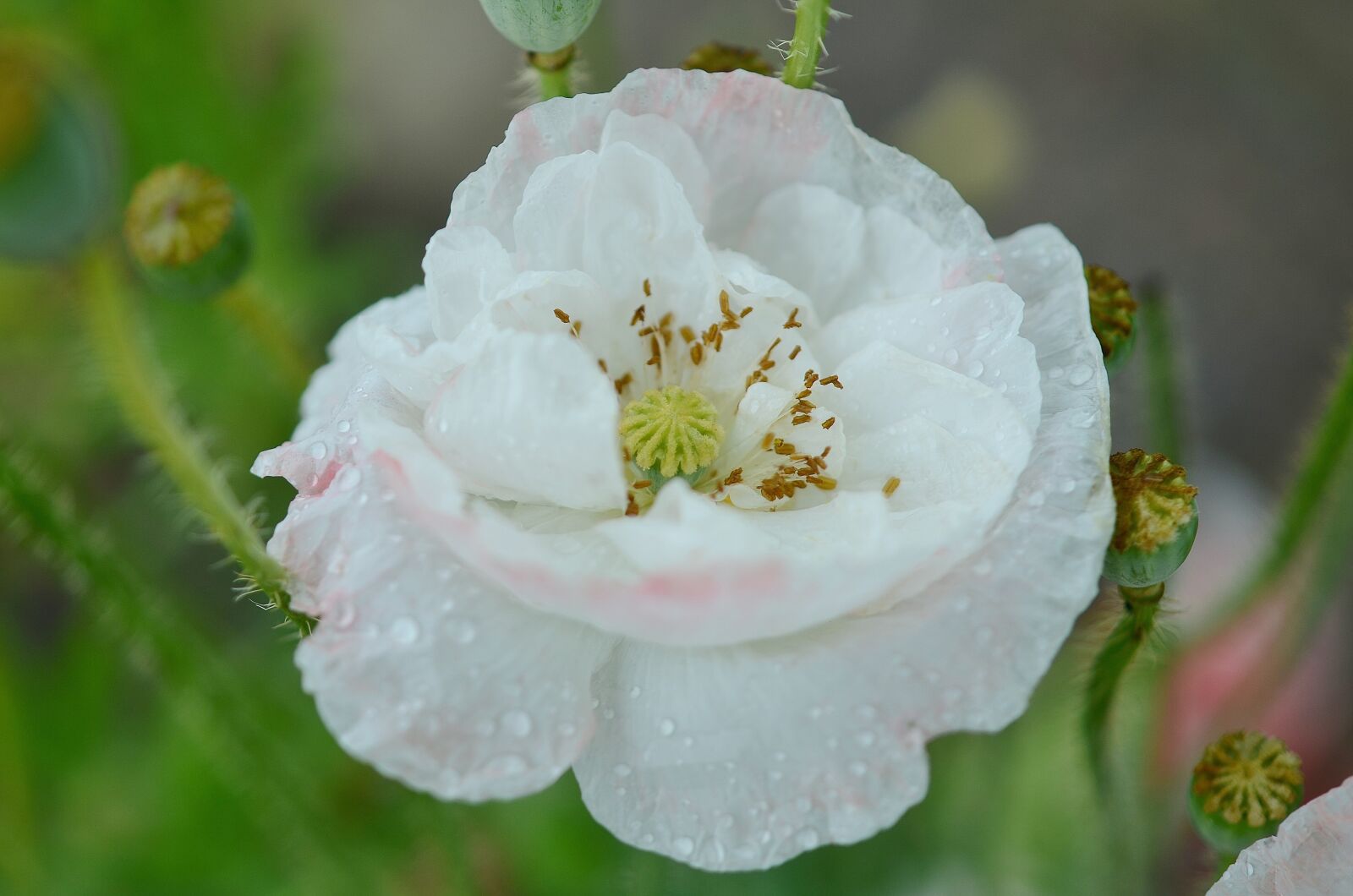Nikon D7000 sample photo. Poppy, flower, natur photography