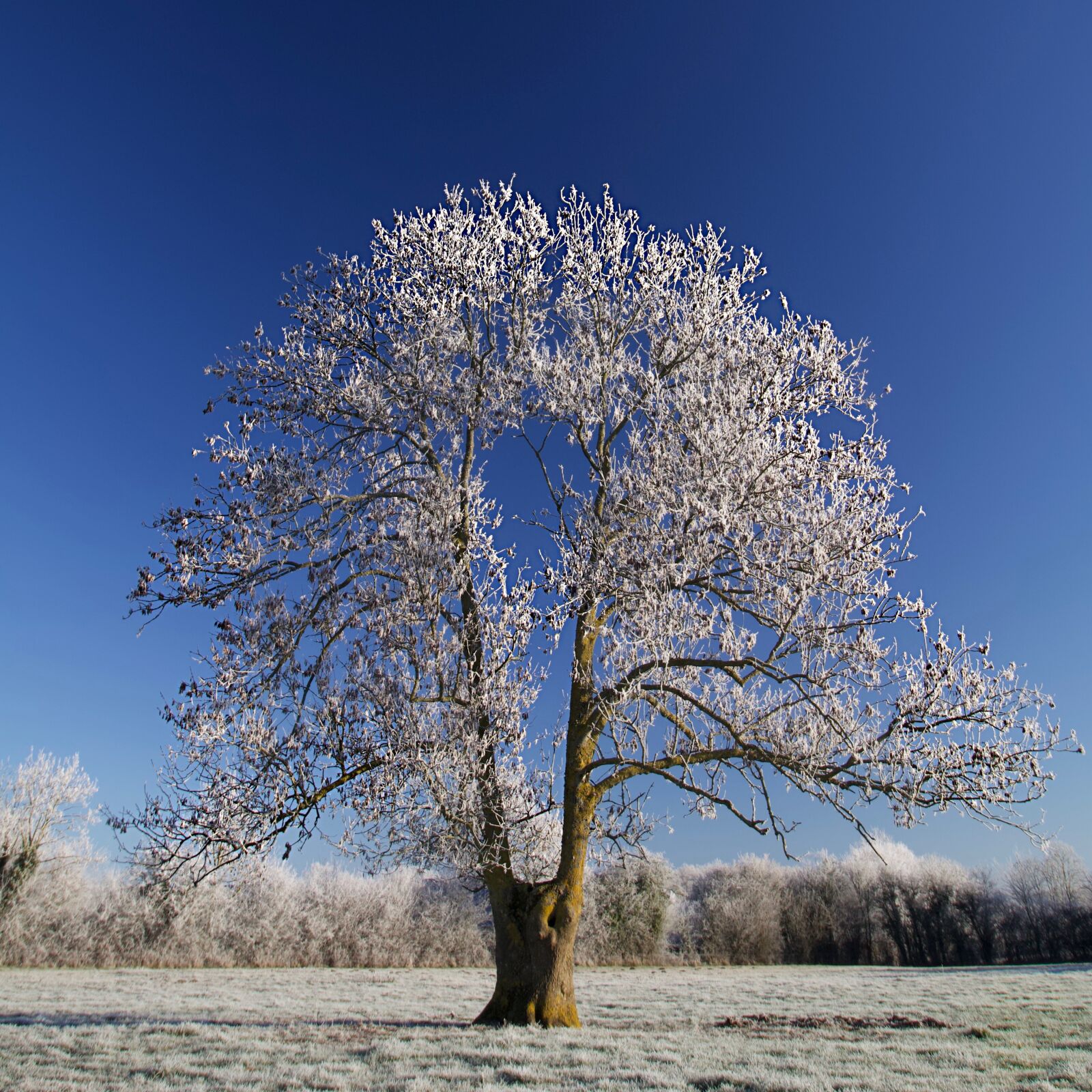 Canon EOS 70D sample photo. Tree, frost, field photography
