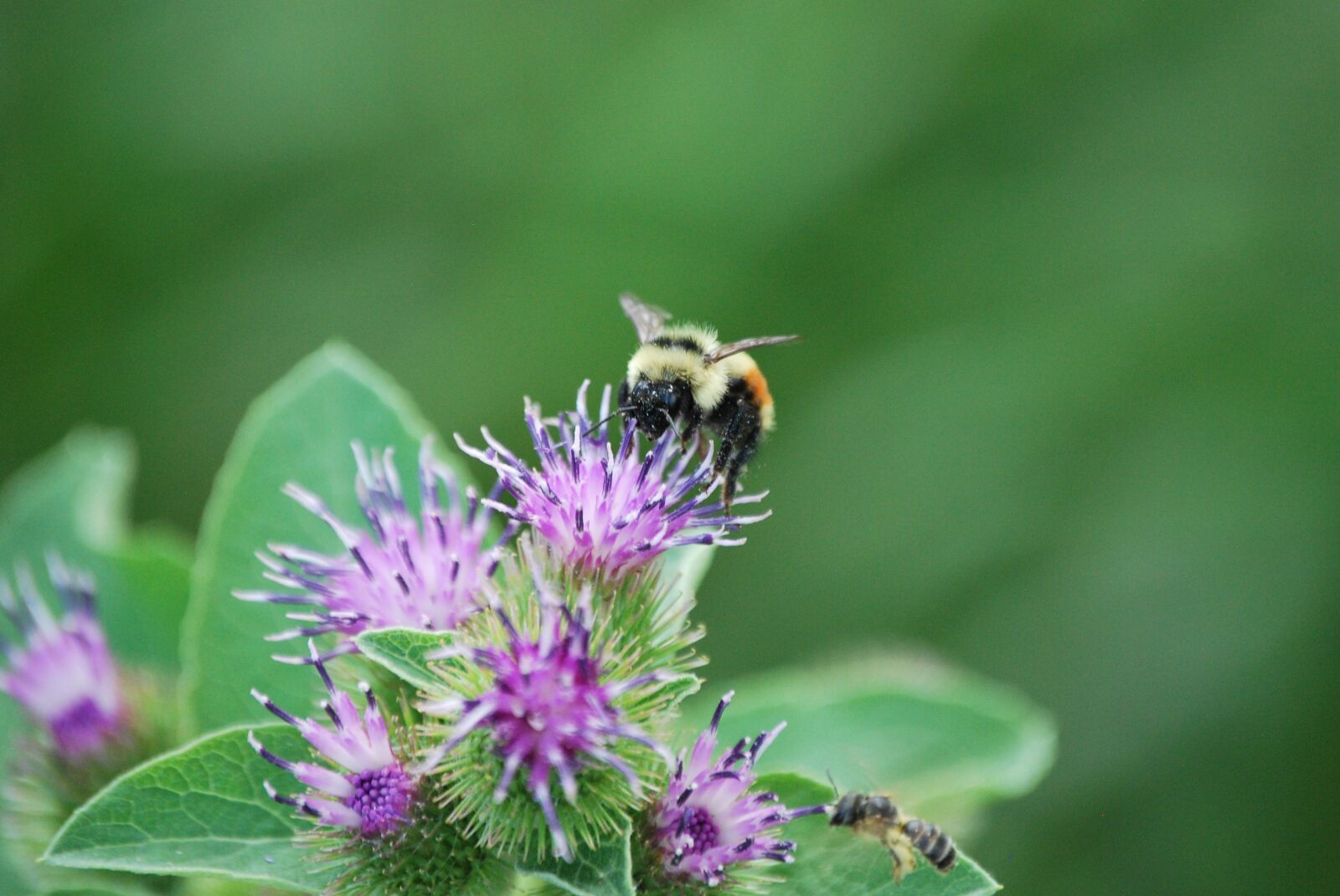 Nikon D60 sample photo. Bee, clover, summer photography