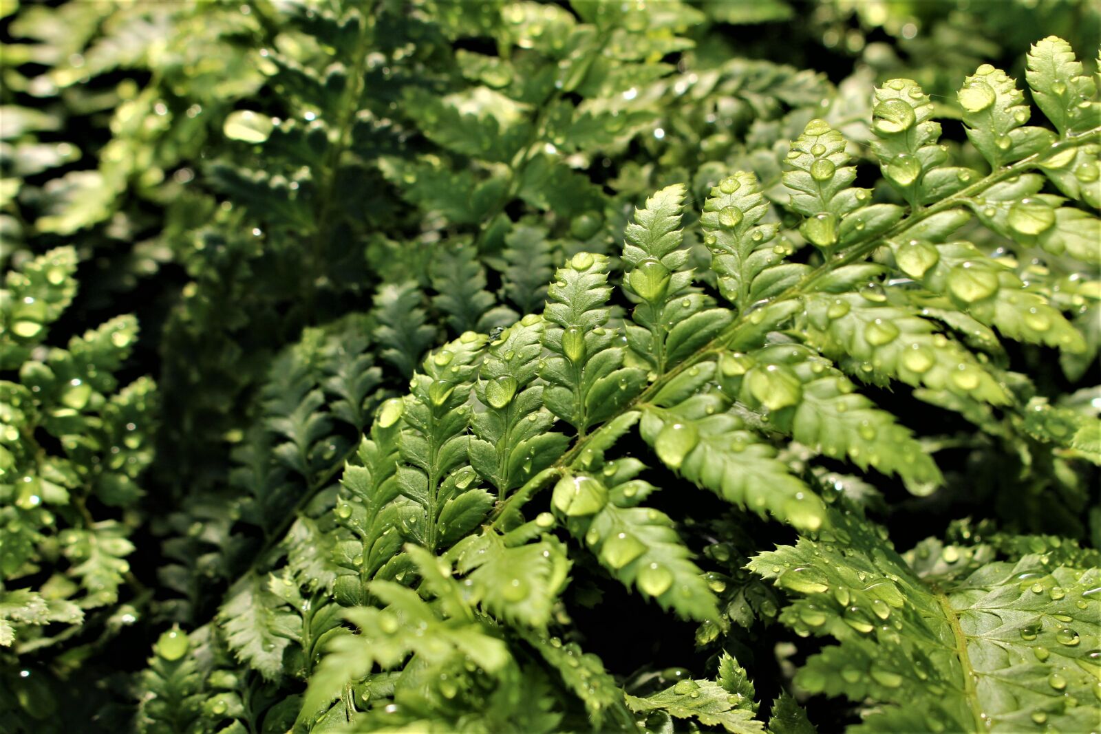 Canon EOS 700D (EOS Rebel T5i / EOS Kiss X7i) sample photo. Fern, perennial, branches photography