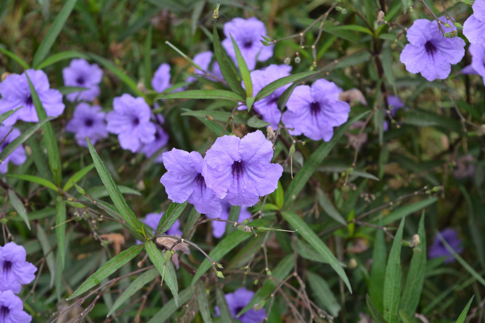 Nikon D7100 sample photo. Flowers, purple, purple flowers photography