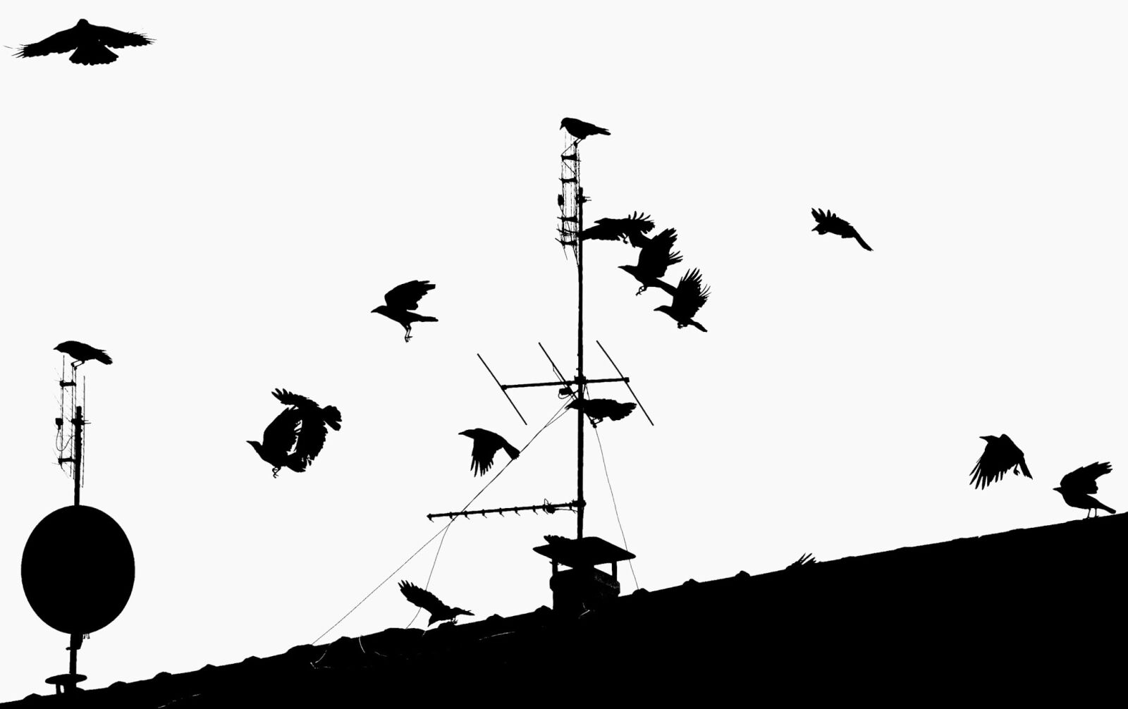 Nikon Coolpix P520 sample photo. Crow, ravens, birds photography