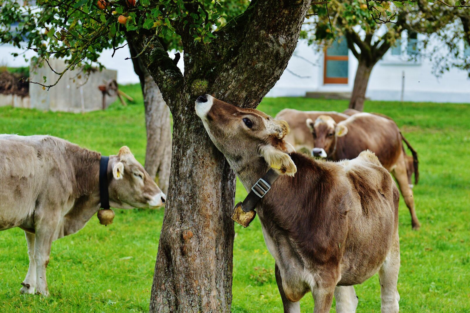 Nikon D3200 sample photo. Cow, allgäu, cows photography