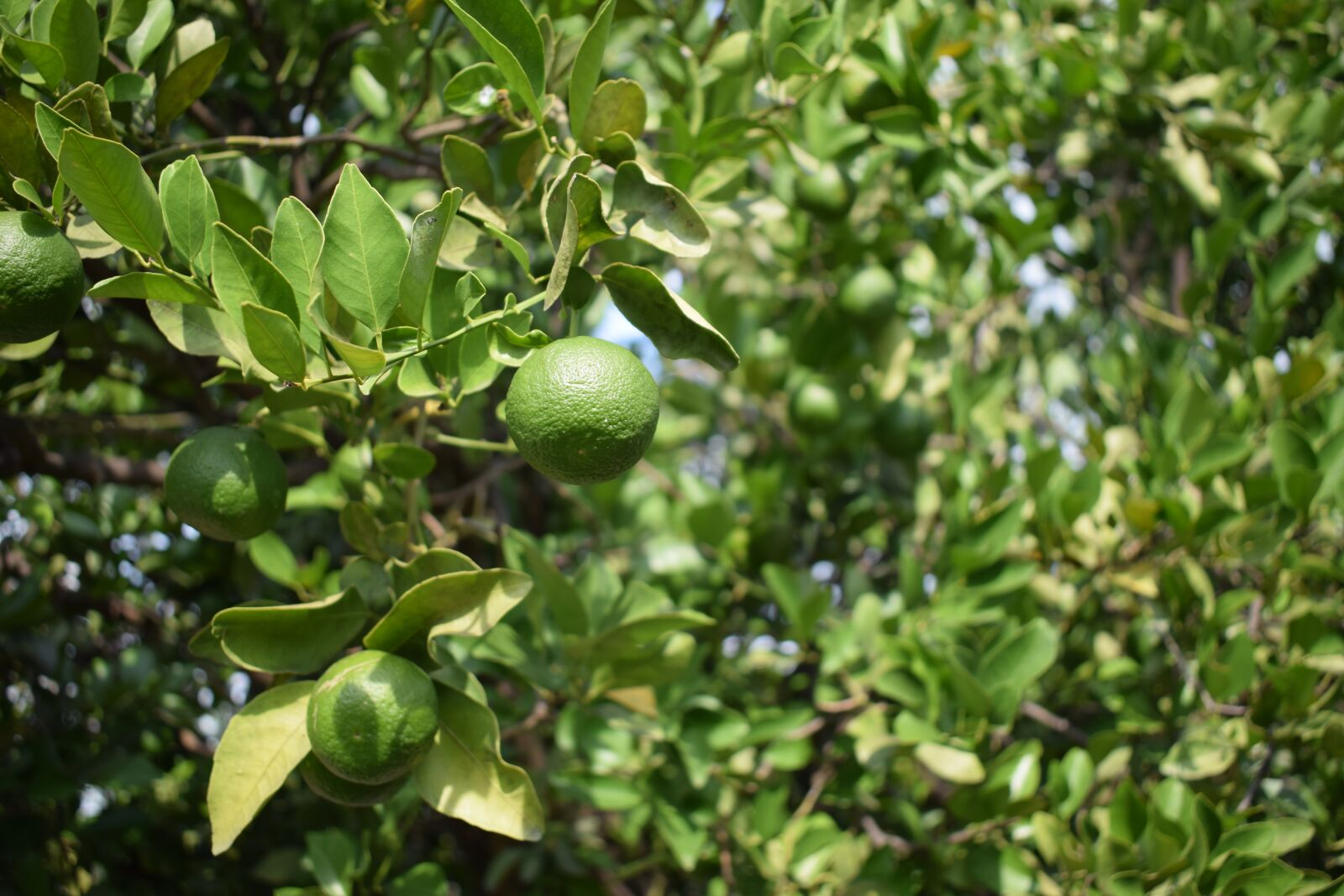 Nikon D5300 sample photo. Lime, green, fruit photography