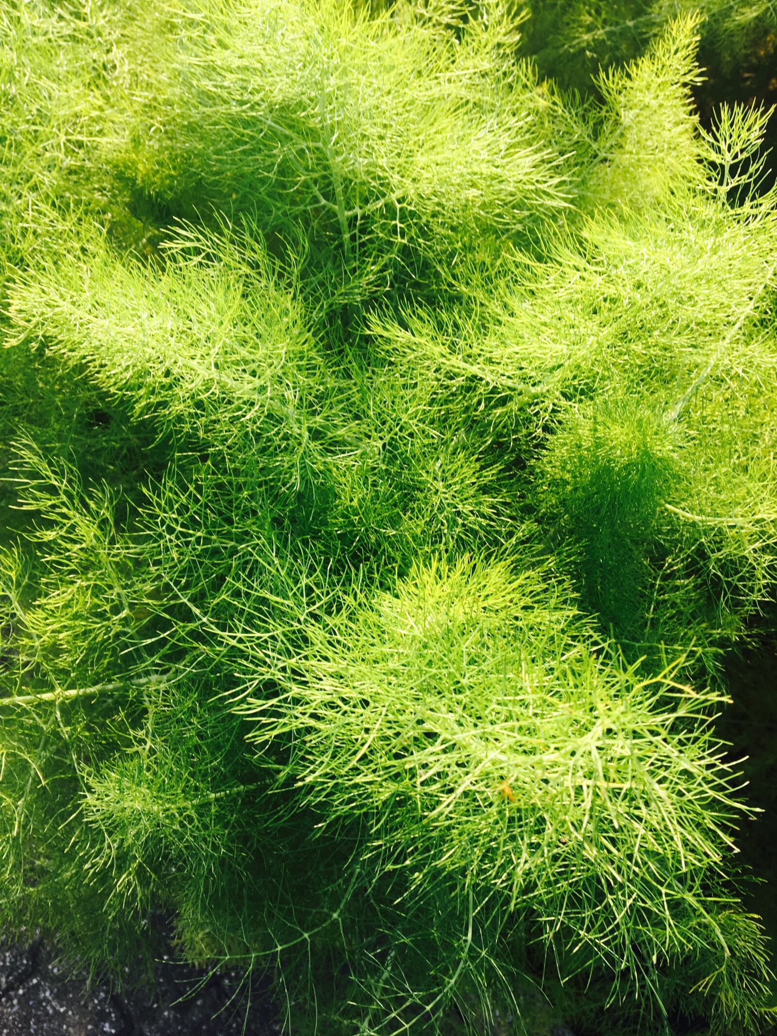 Apple iPhone 6s sample photo. Dill, eat, herbs photography