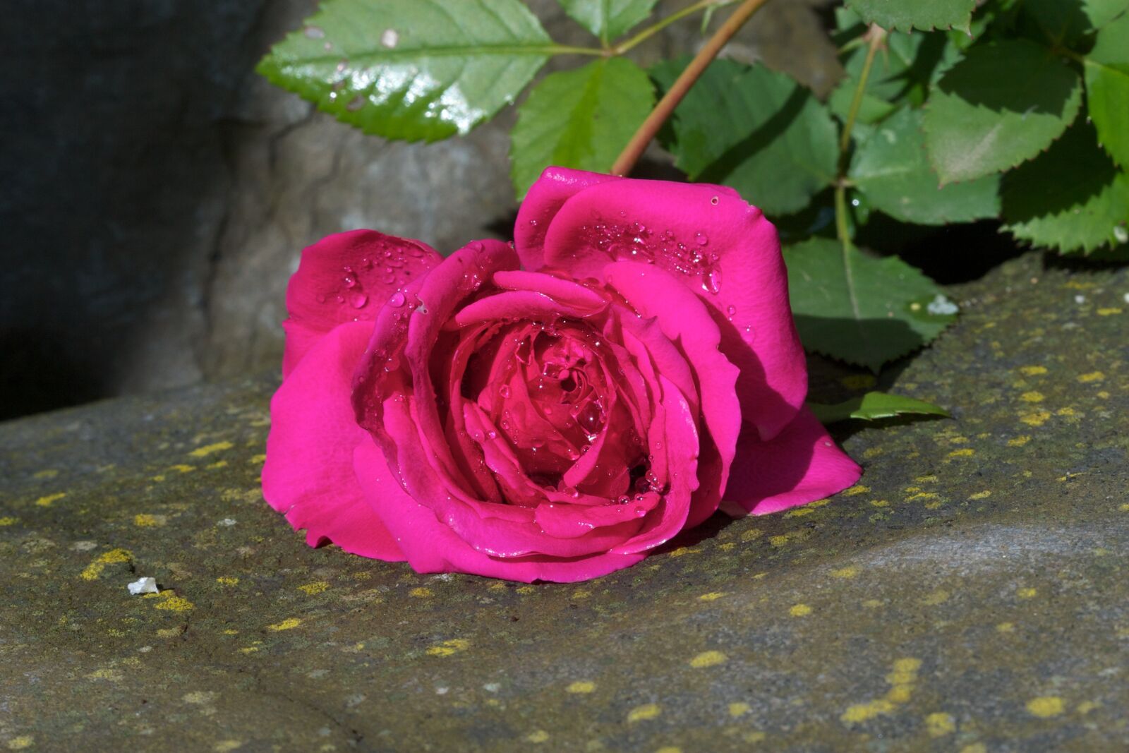 Canon EOS 30D sample photo. Flower, nature, rose photography