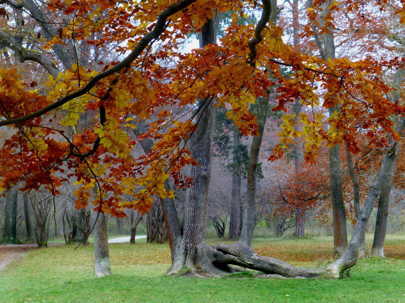 Panasonic DMC-TZ31 sample photo. Golden autumn, book, park photography