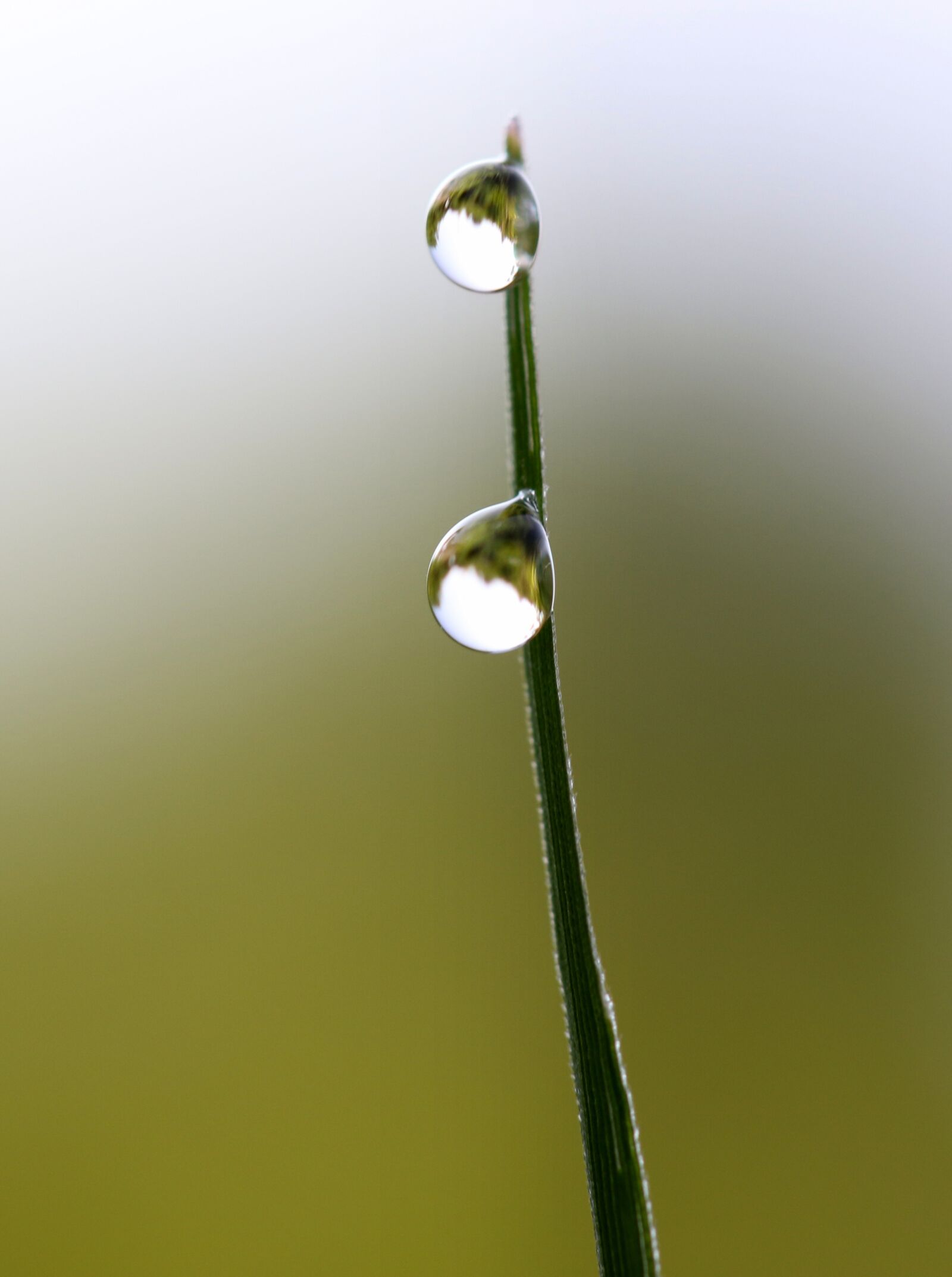 Canon EOS 7D Mark II + Canon EF-S 60mm F2.8 Macro USM sample photo. Drops, water, dew photography