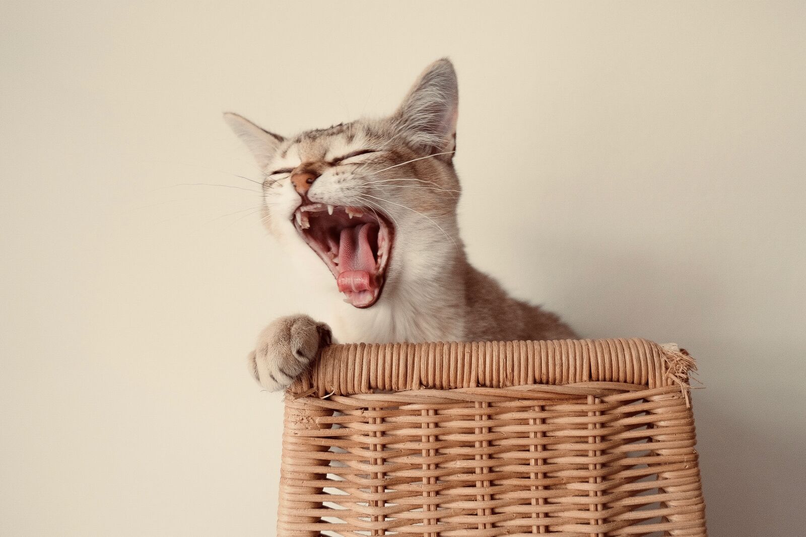 Fujifilm X-T3 sample photo. Burmilla, cat, cute photography