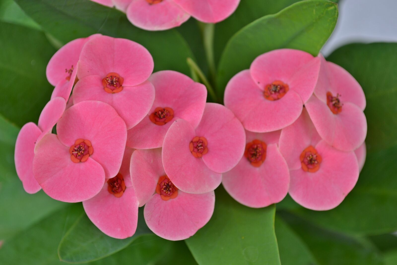 Nikon D3100 sample photo