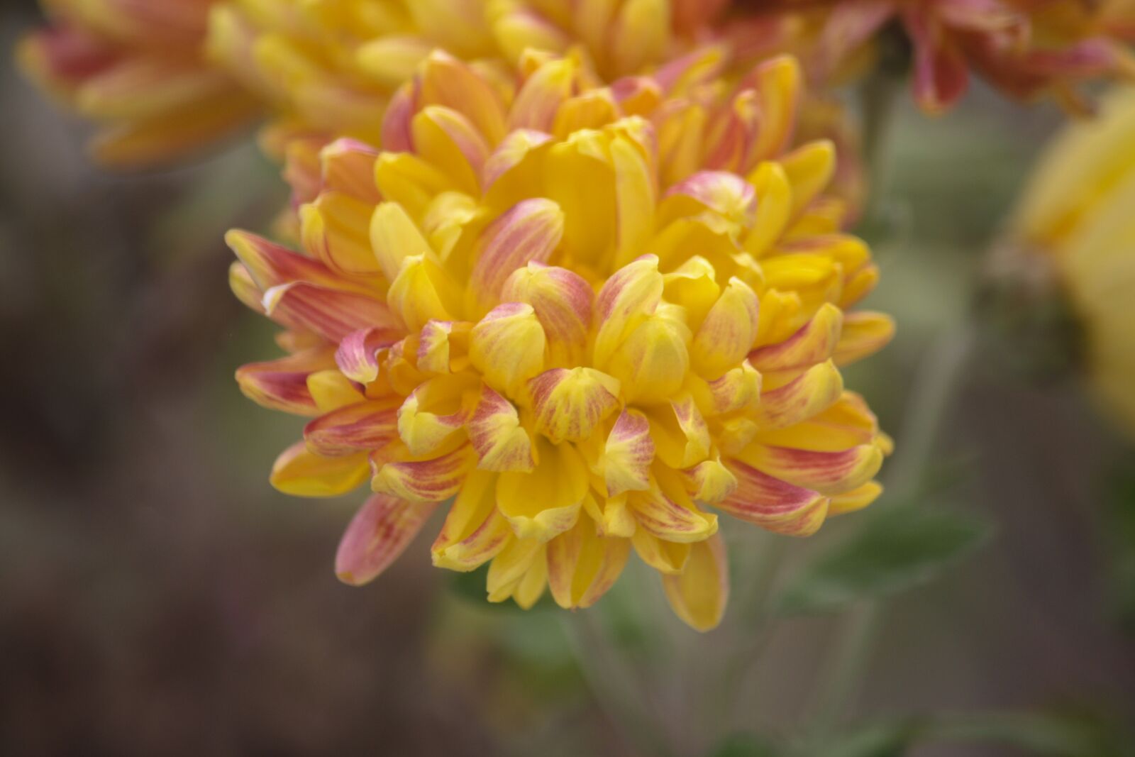 Canon EOS 1000D (EOS Digital Rebel XS / EOS Kiss F) sample photo. Flower, nature, shimla photography