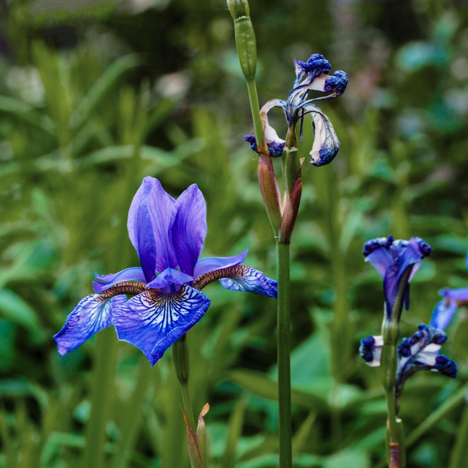 Olympus M.Zuiko Digital ED 60mm F2.8 Macro sample photo. Lily, blue iris, flower photography
