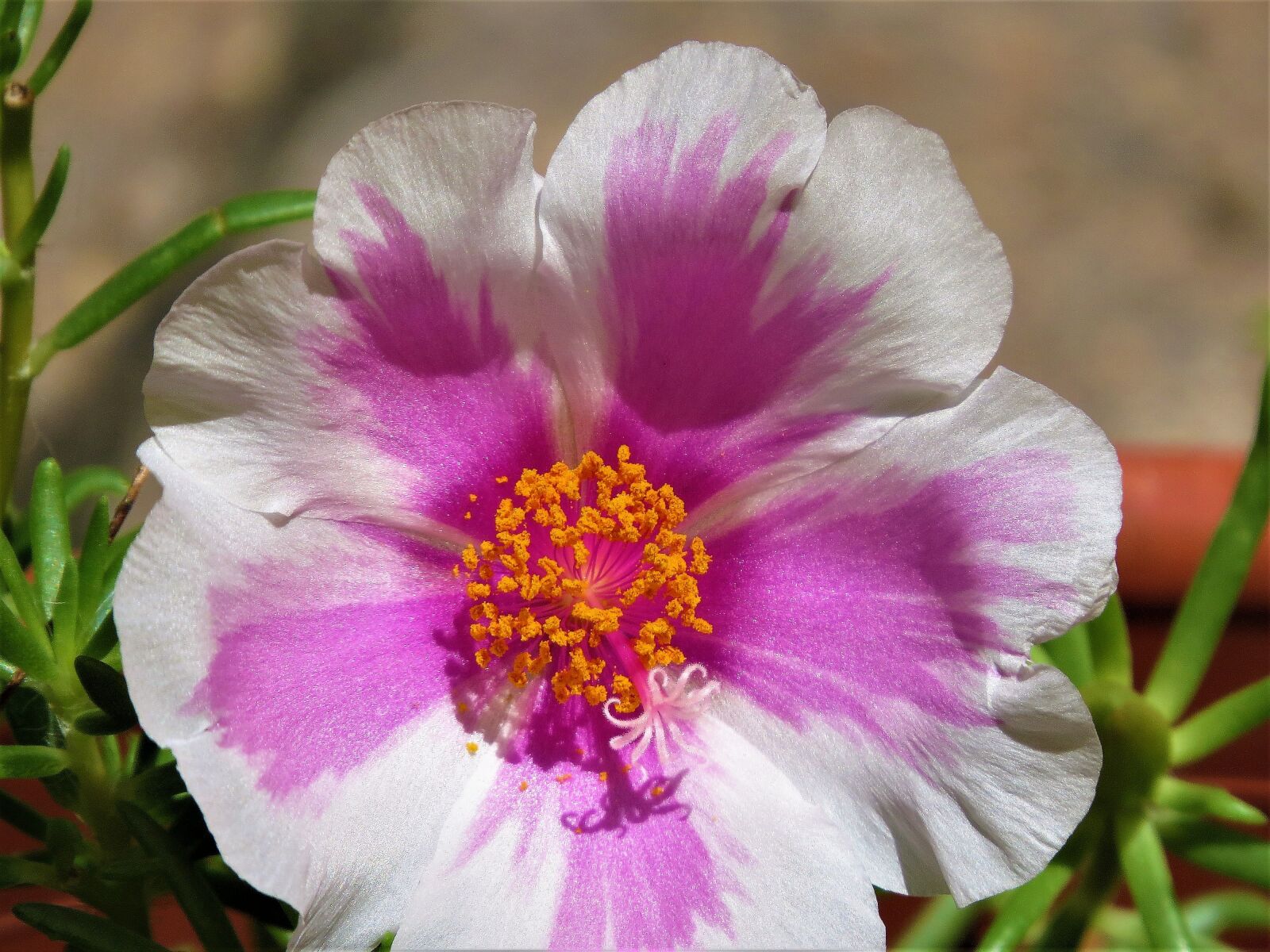 Canon PowerShot SX50 HS sample photo. Flower, pink, white photography