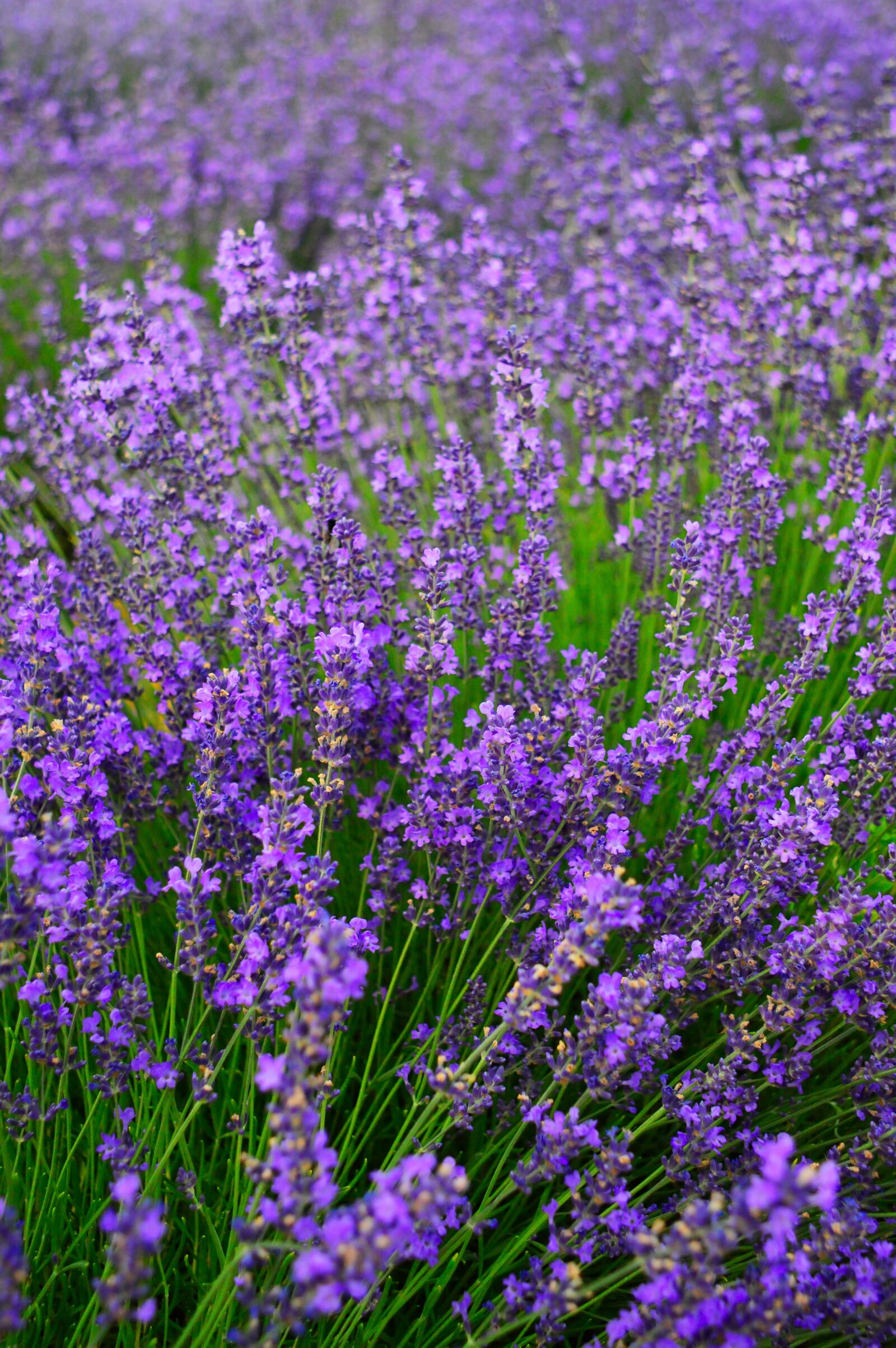 Nikon D3200 sample photo. Lavender, lavender field, purple photography