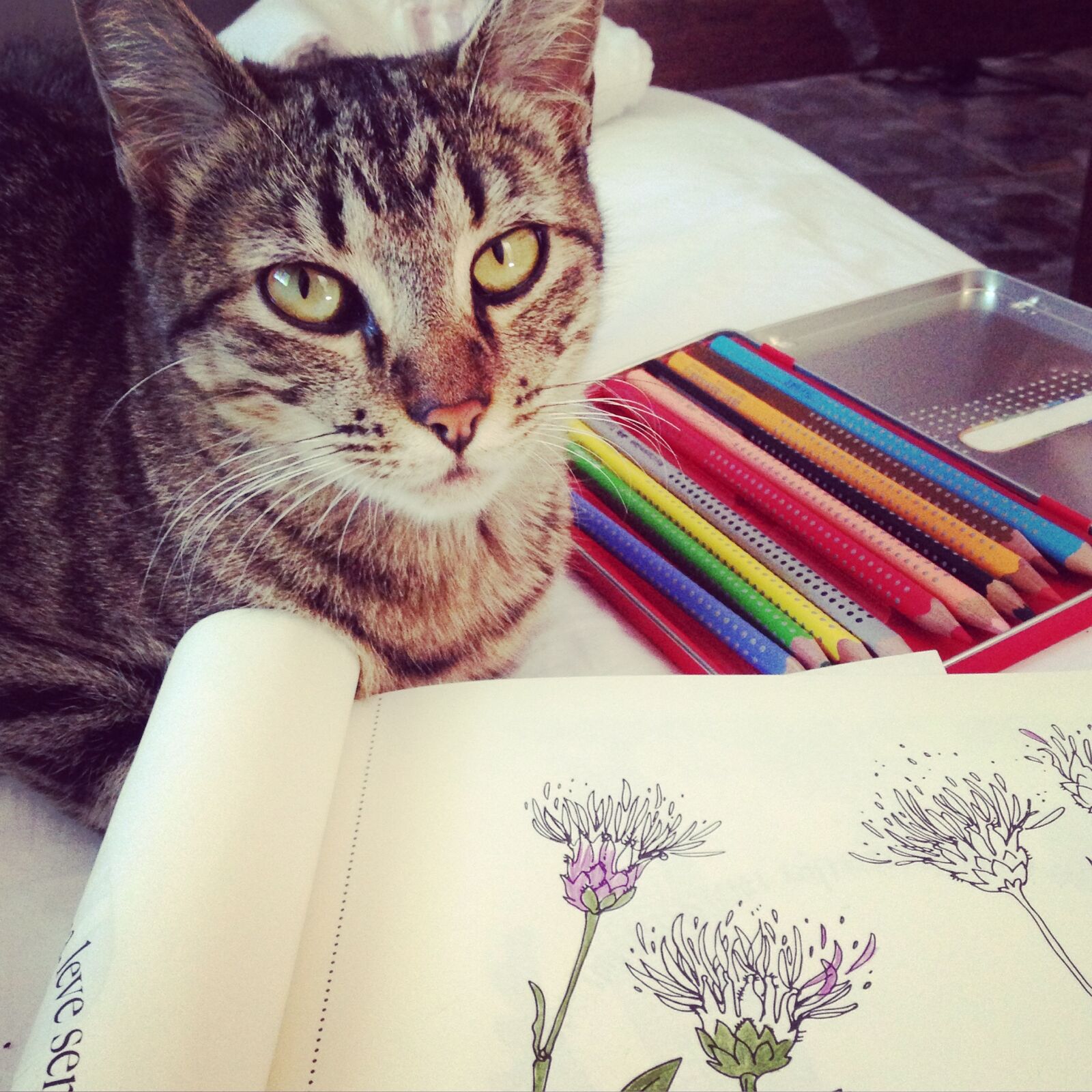 iPhone 5c back camera 4.12mm f/2.4 sample photo. Cat, coloring, drawing photography
