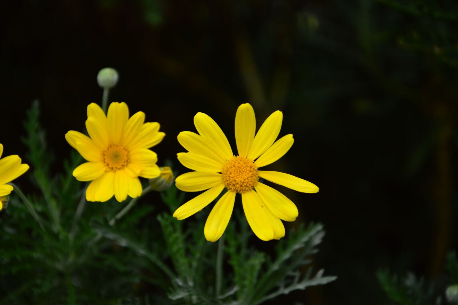 Nikon D3200 sample photo. Yellow, flower, yellow flower photography