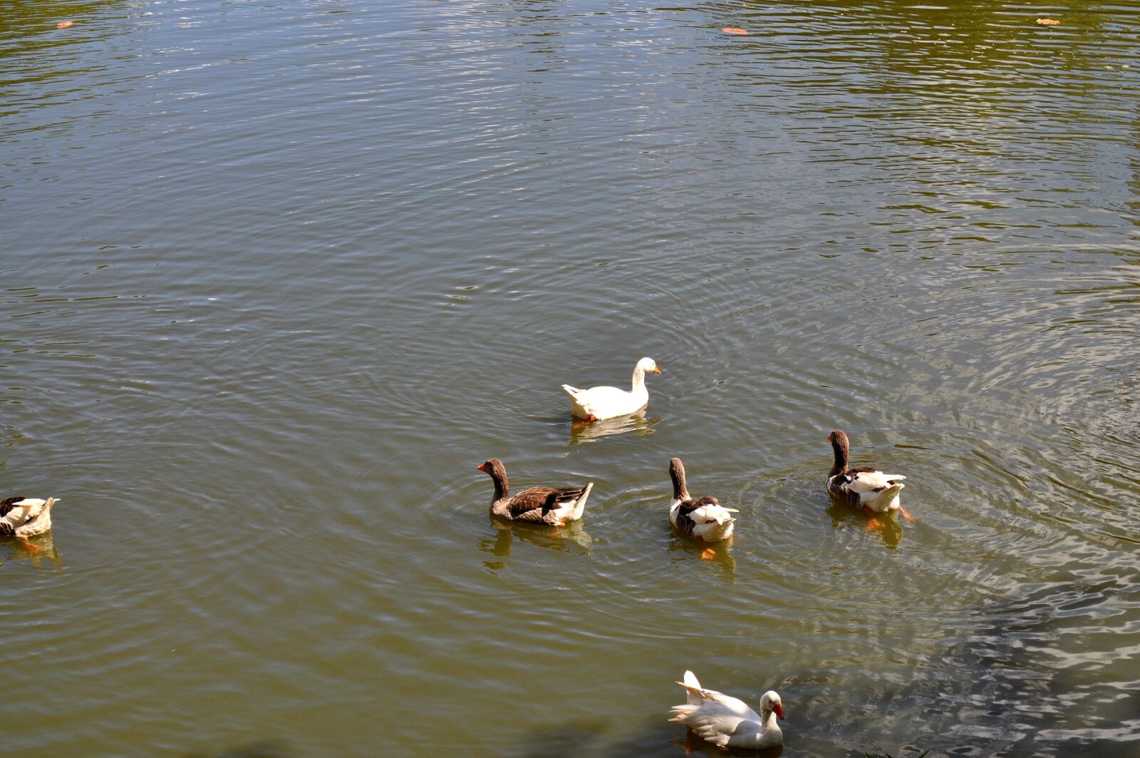 Nikon D5000 sample photo. Flock, domestic ducks, lake photography