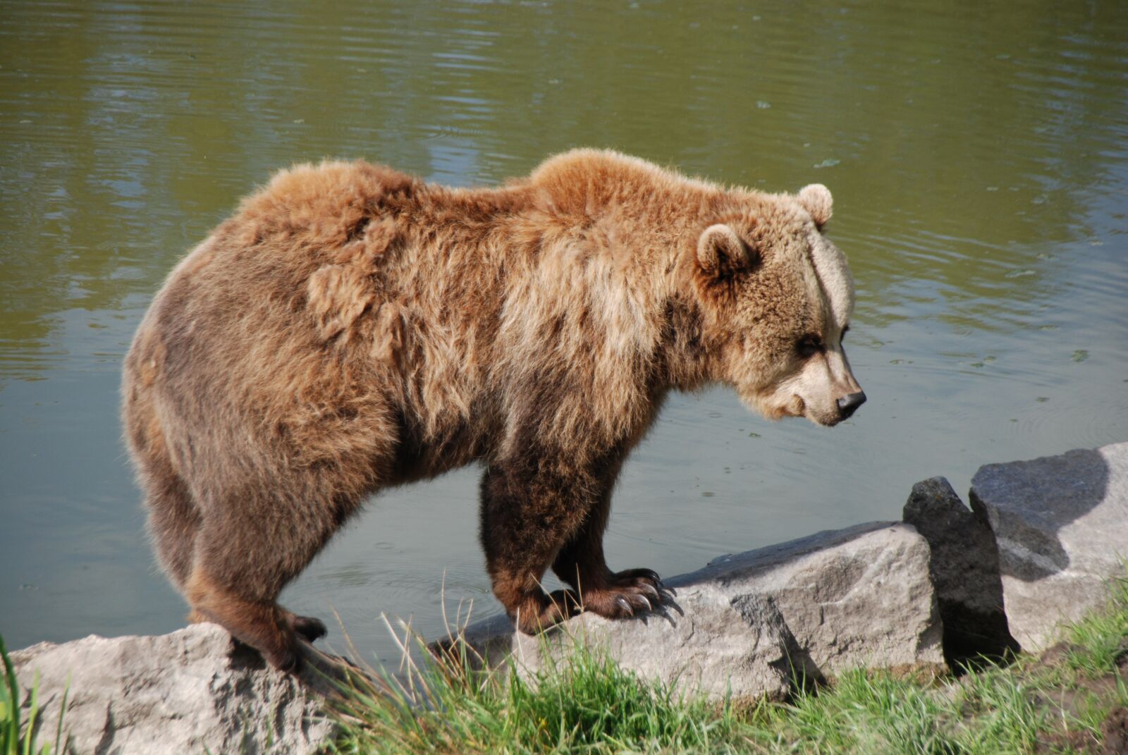 Nikon D80 sample photo. Bear, wild, zoo photography