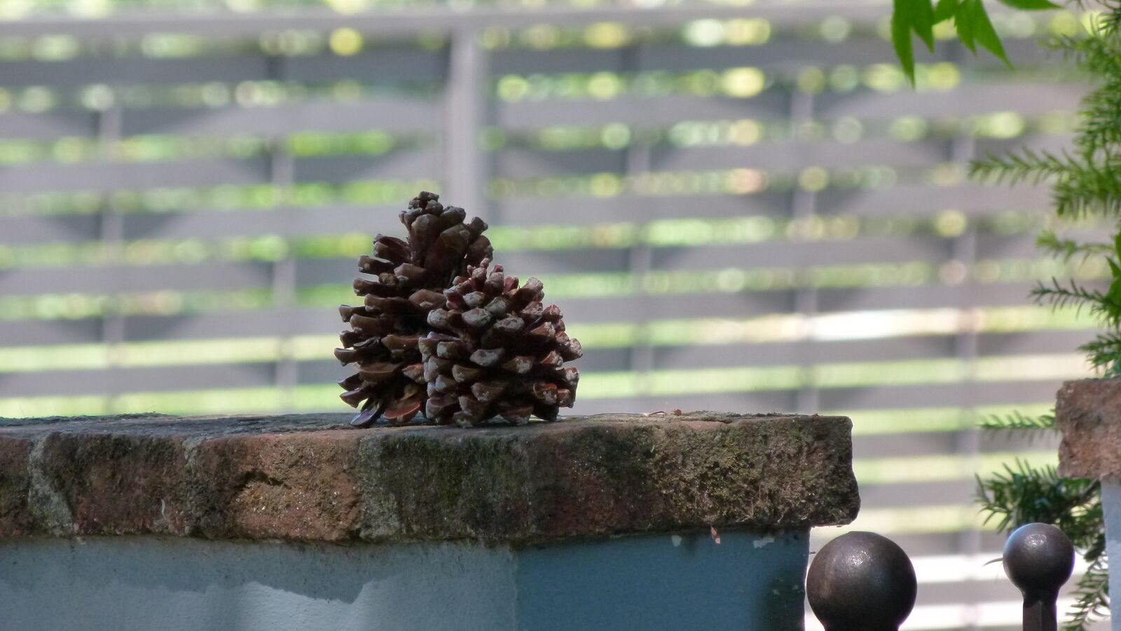 Panasonic Lumix DMC-FZ100 sample photo. Pine, hemang patel, garden photography