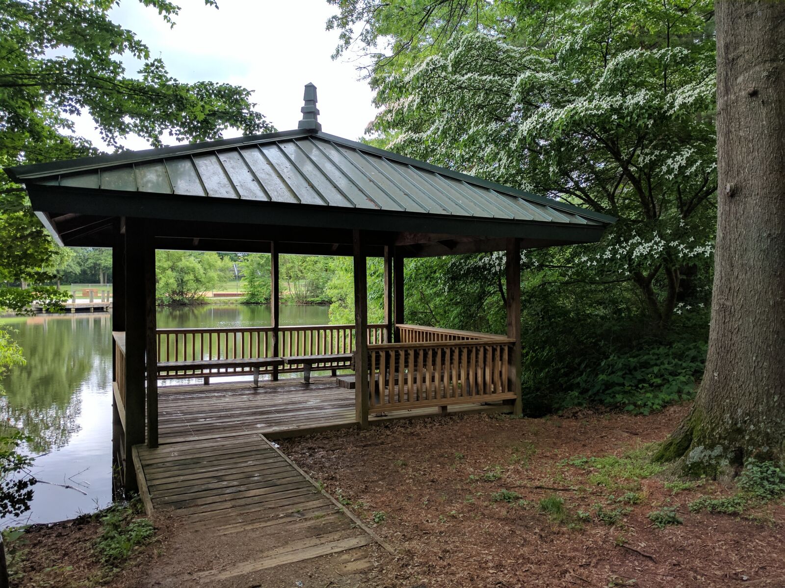 Google Pixel sample photo. Pond, trees, outdoors photography