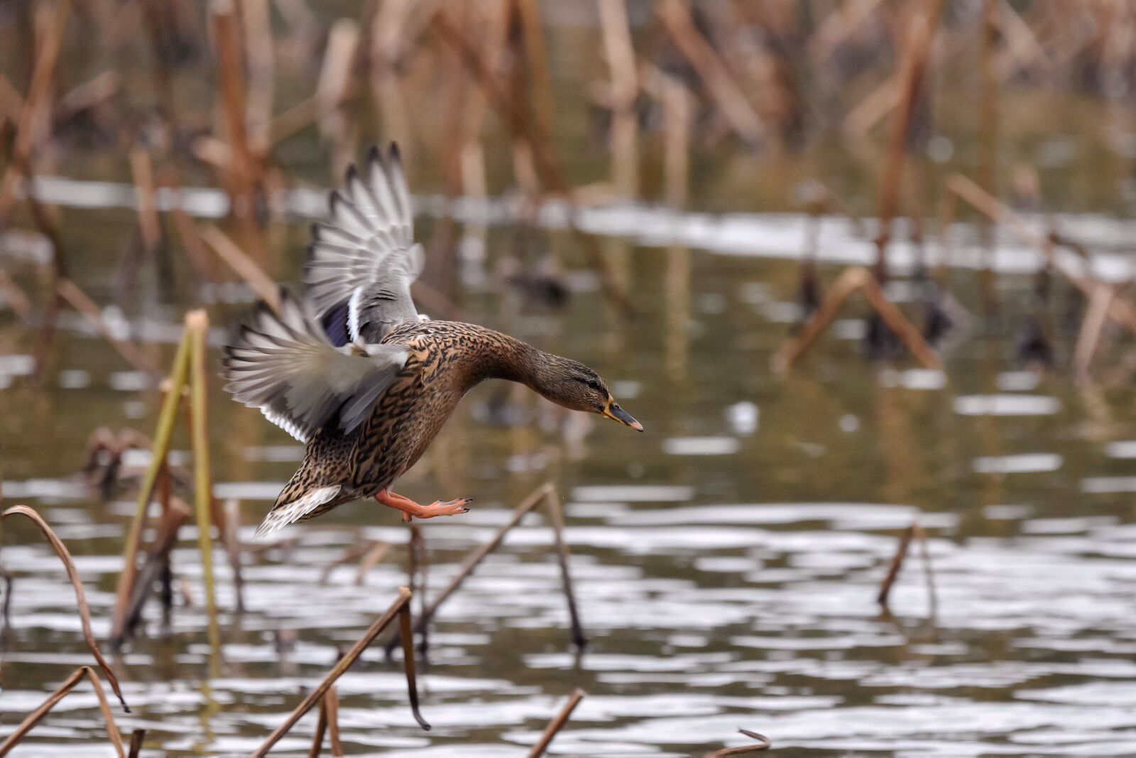 Nikon D7200 sample photo. Animal, pond, water photography