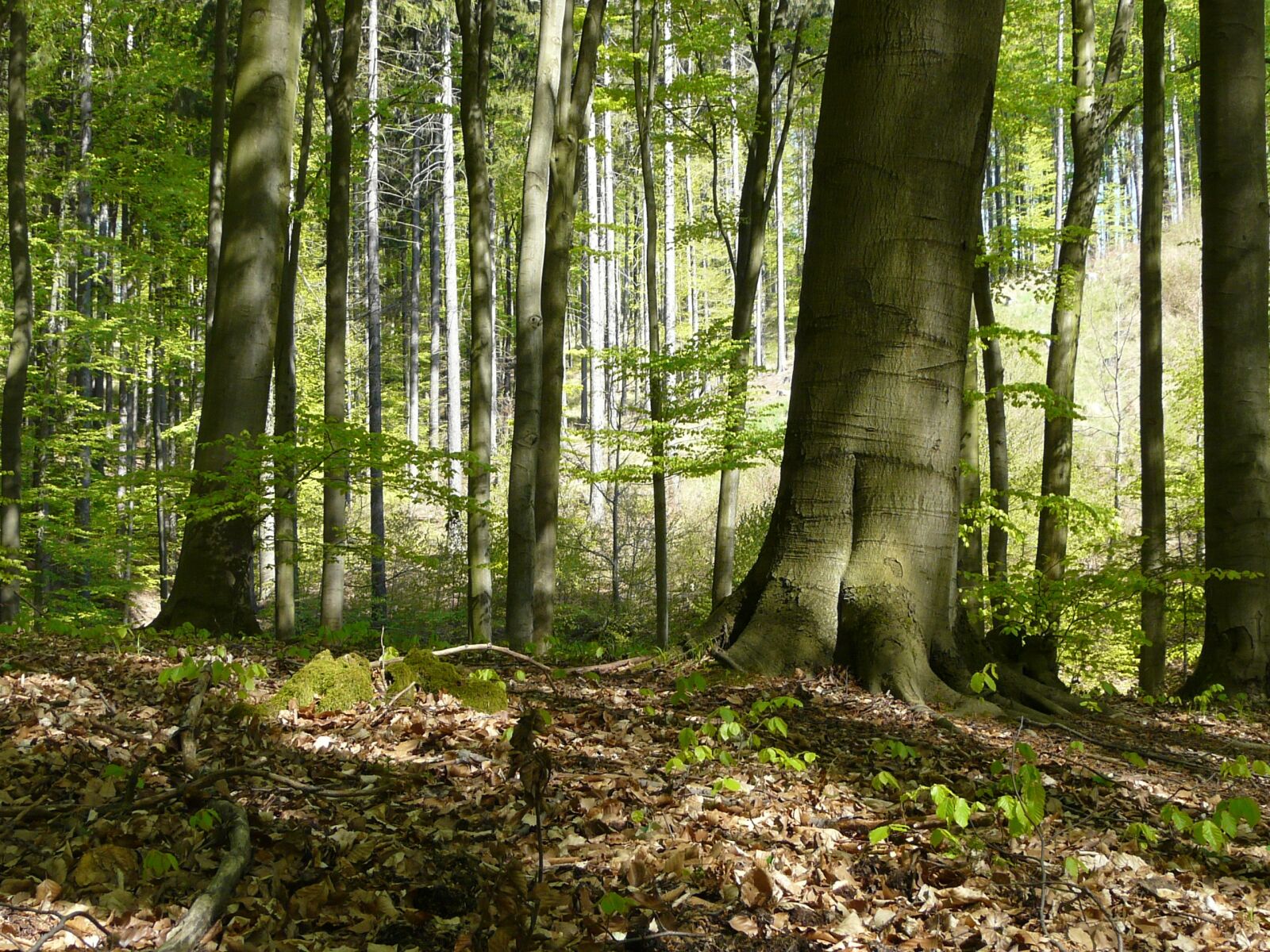 Panasonic DMC-FZ18 sample photo. Forest, trees, spring in photography