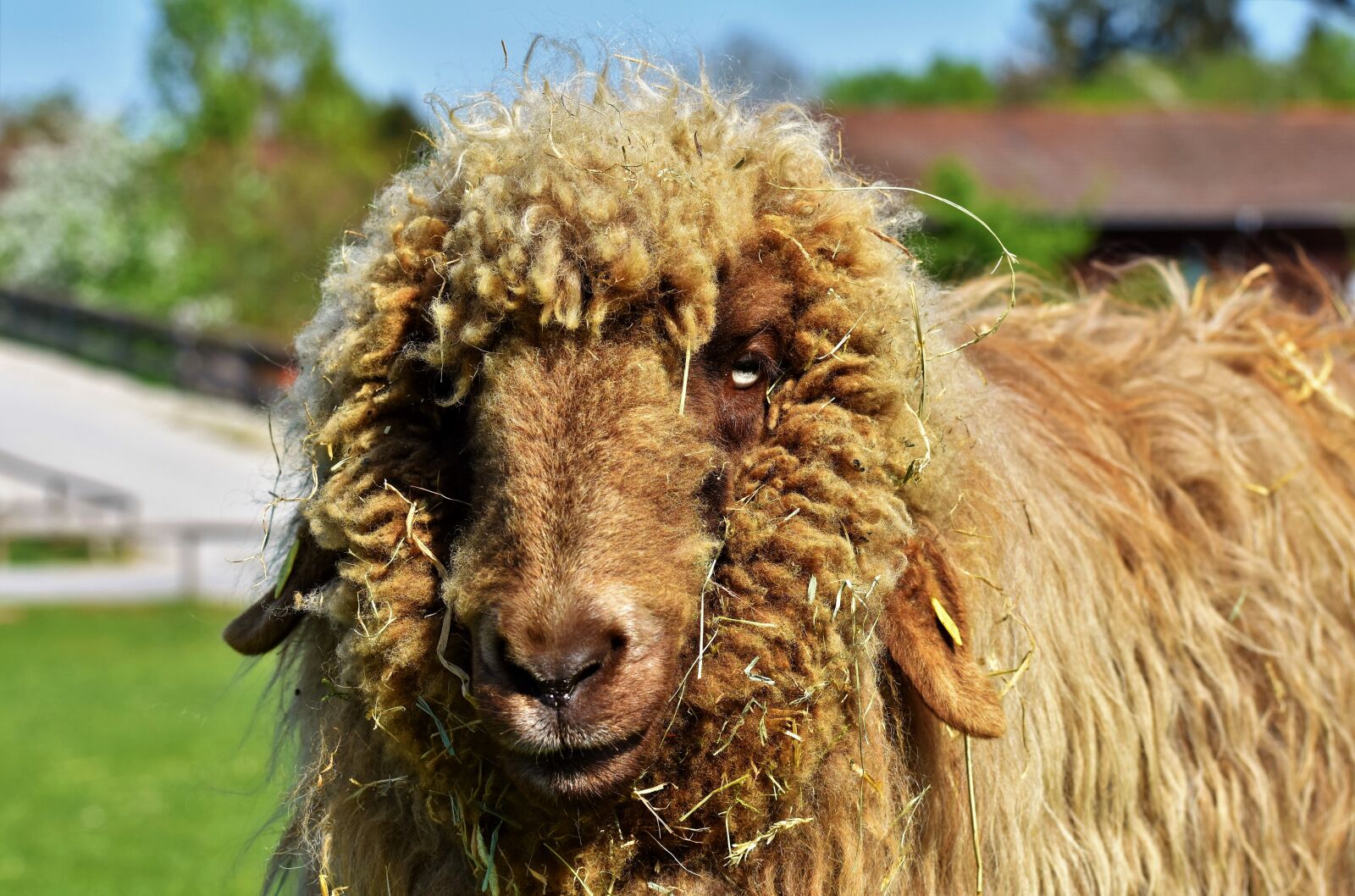 Nikon D7200 sample photo. Sheep, livestock, sheep's wool photography