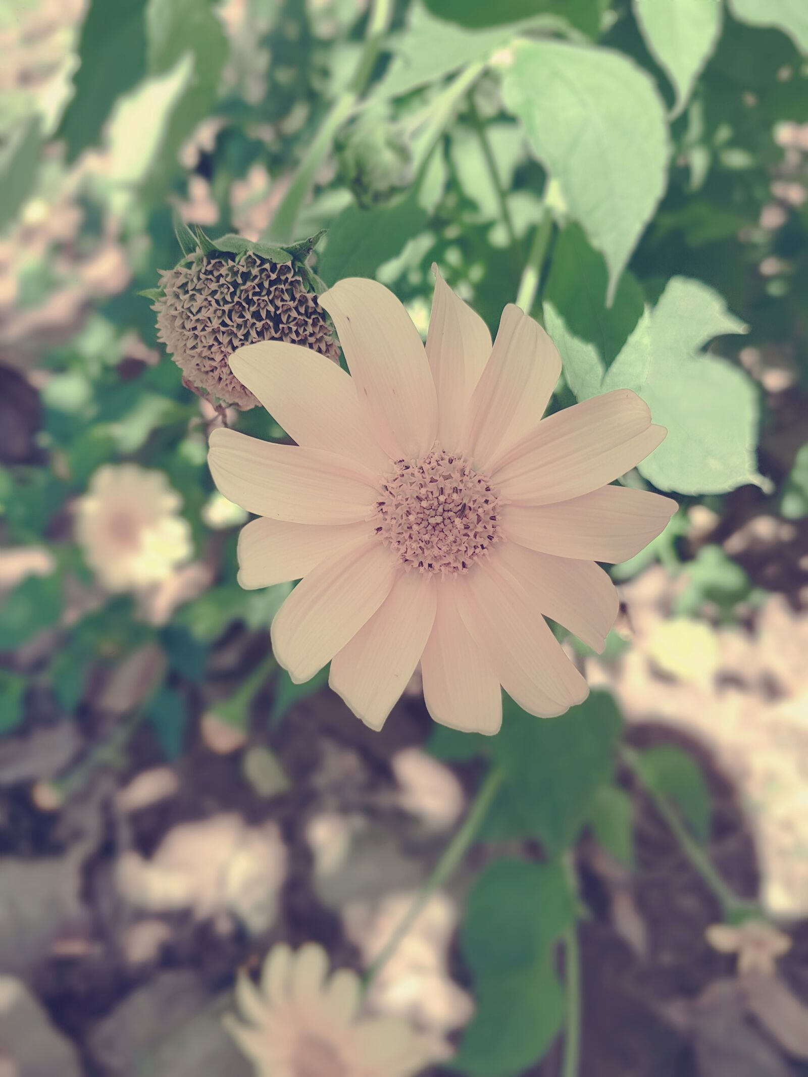Samsung Galaxy S7 Edge sample photo