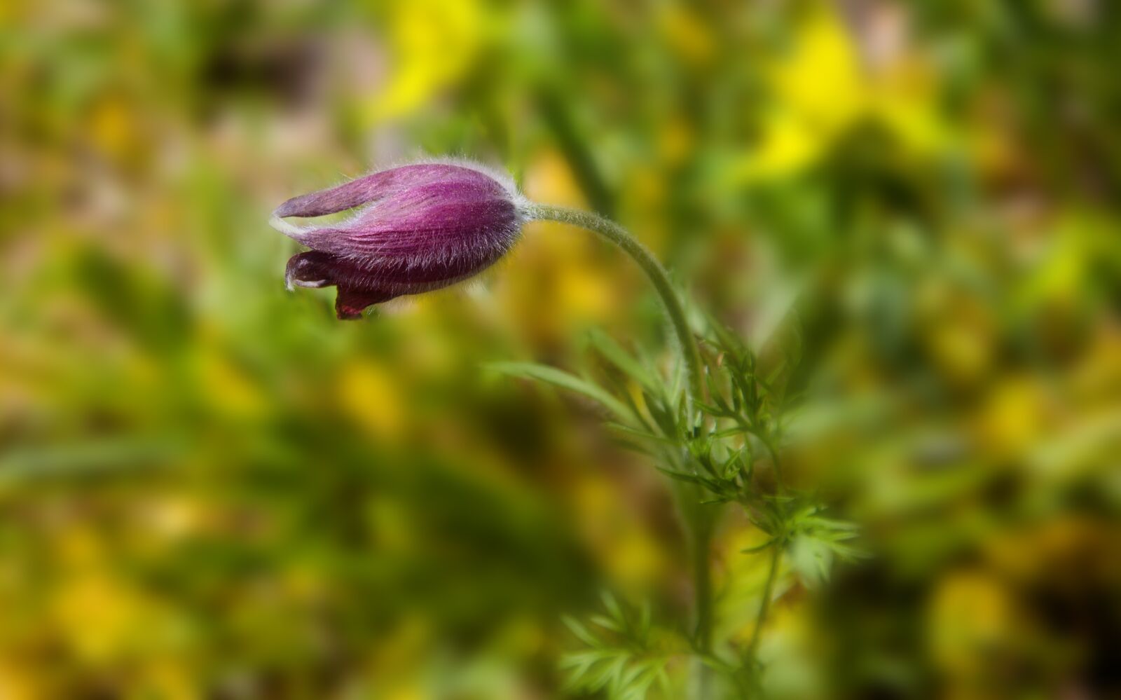 Canon EOS 5D Mark II sample photo. Flower, plant, nature photography