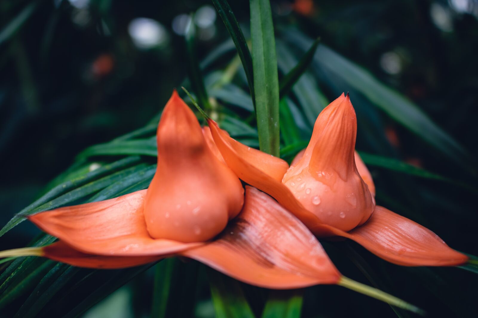 Canon EOS 750D (EOS Rebel T6i / EOS Kiss X8i) sample photo. Orange, flower, leaves photography