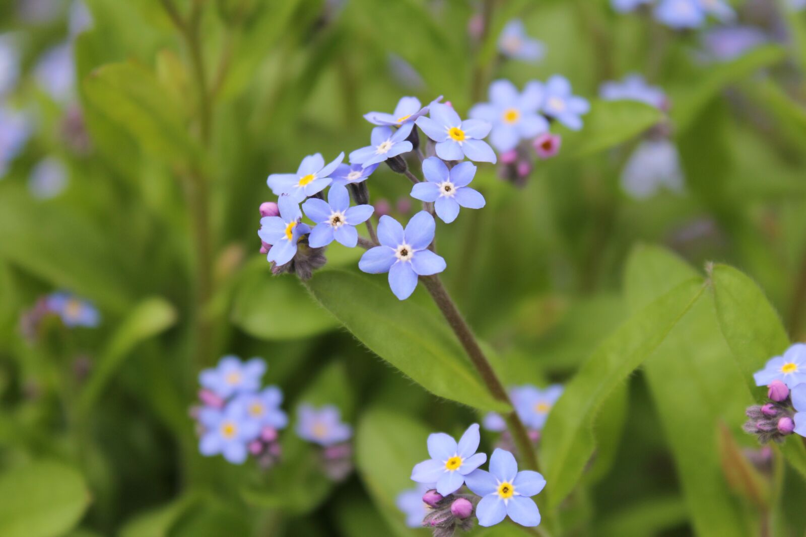 Canon EOS 60D sample photo. Green, blue, flowers photography