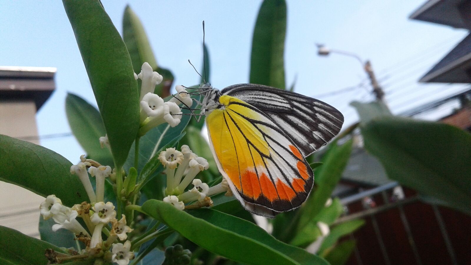 Samsung Galaxy J2 sample photo. Butterfly, flowers, colors photography