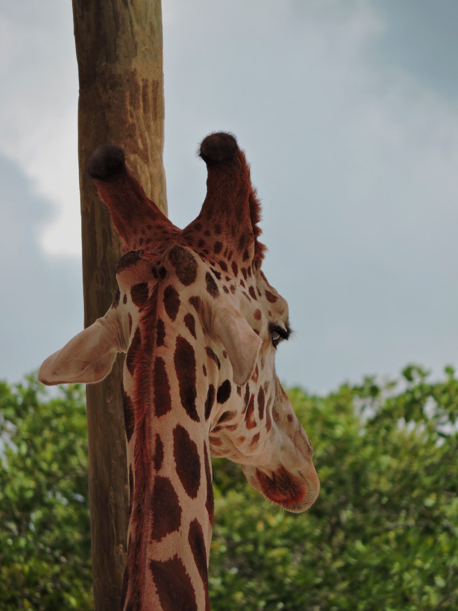 Nikon Coolpix P530 sample photo. Giraffe, tall, spots photography