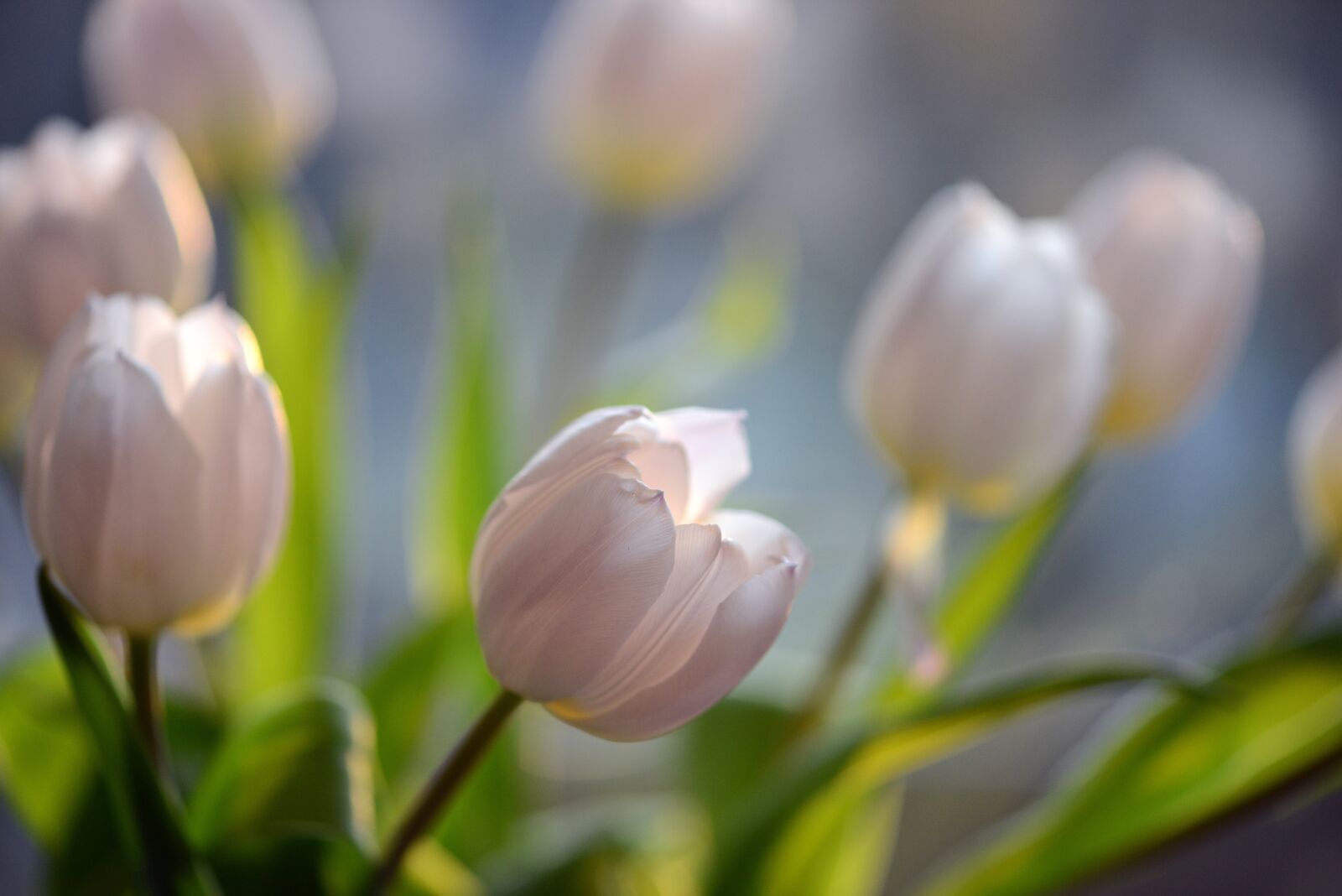 Nikon D800 sample photo. Tulips, flowers, spring photography