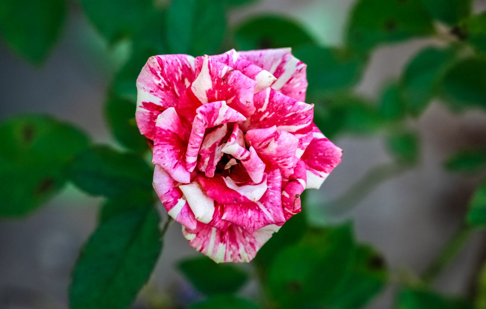 Canon EOS 5D Mark II sample photo. Flower, flora, nature photography