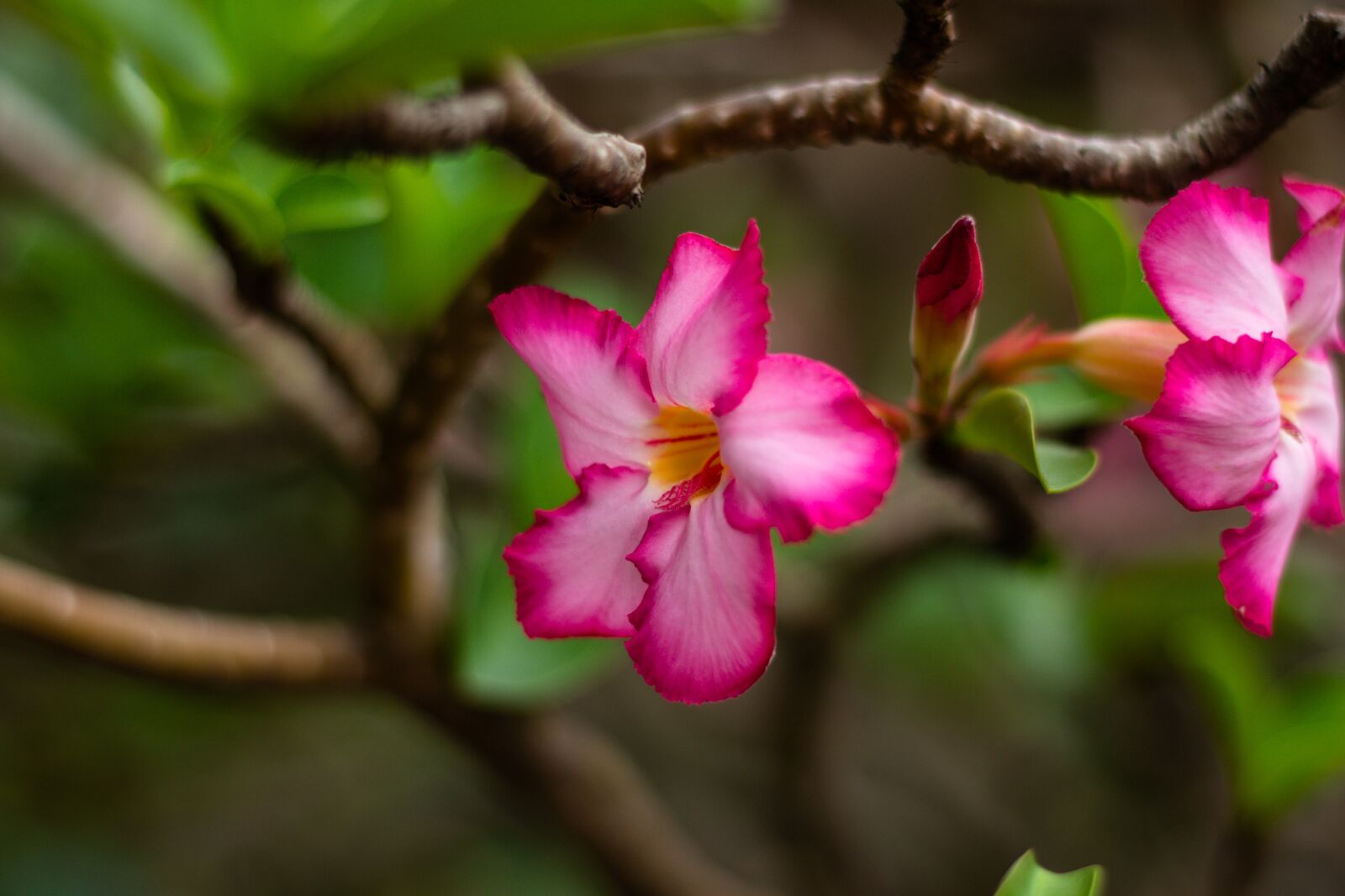 Canon EOS 700D (EOS Rebel T5i / EOS Kiss X7i) + Canon EF 50mm F1.8 STM sample photo. Invited to visit, flowers photography