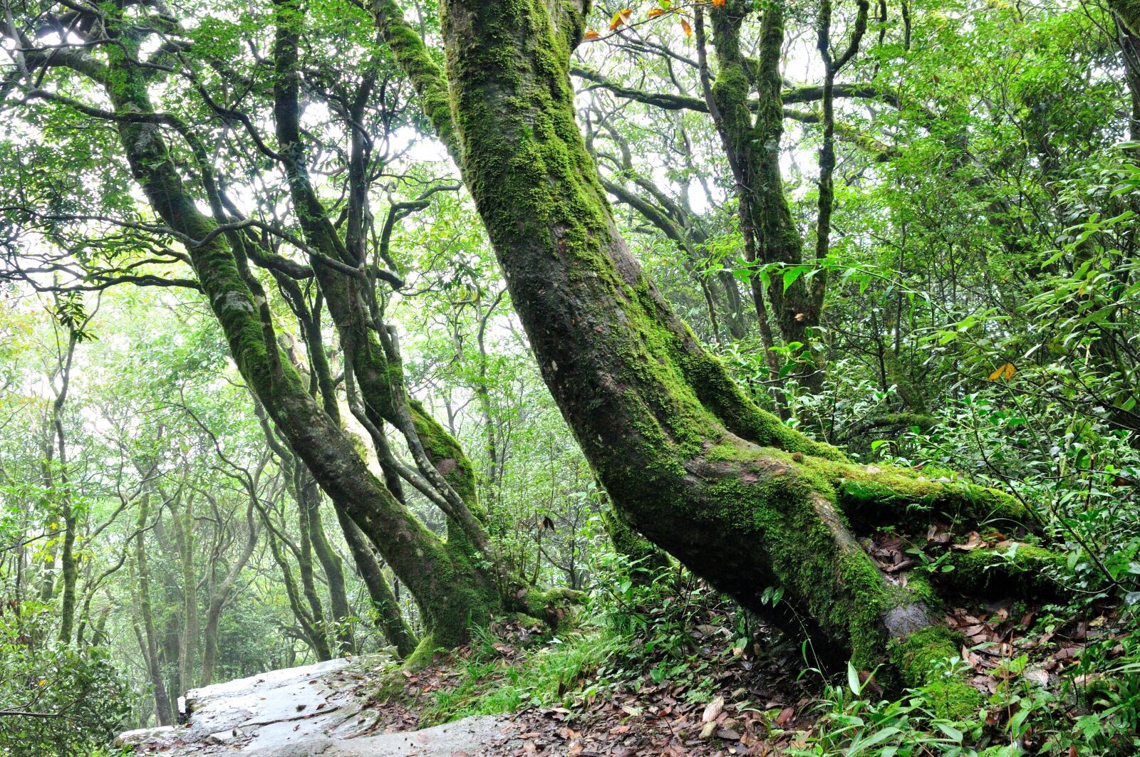 Nikon D90 sample photo. Guizhou, fanjingshanensis, china photography