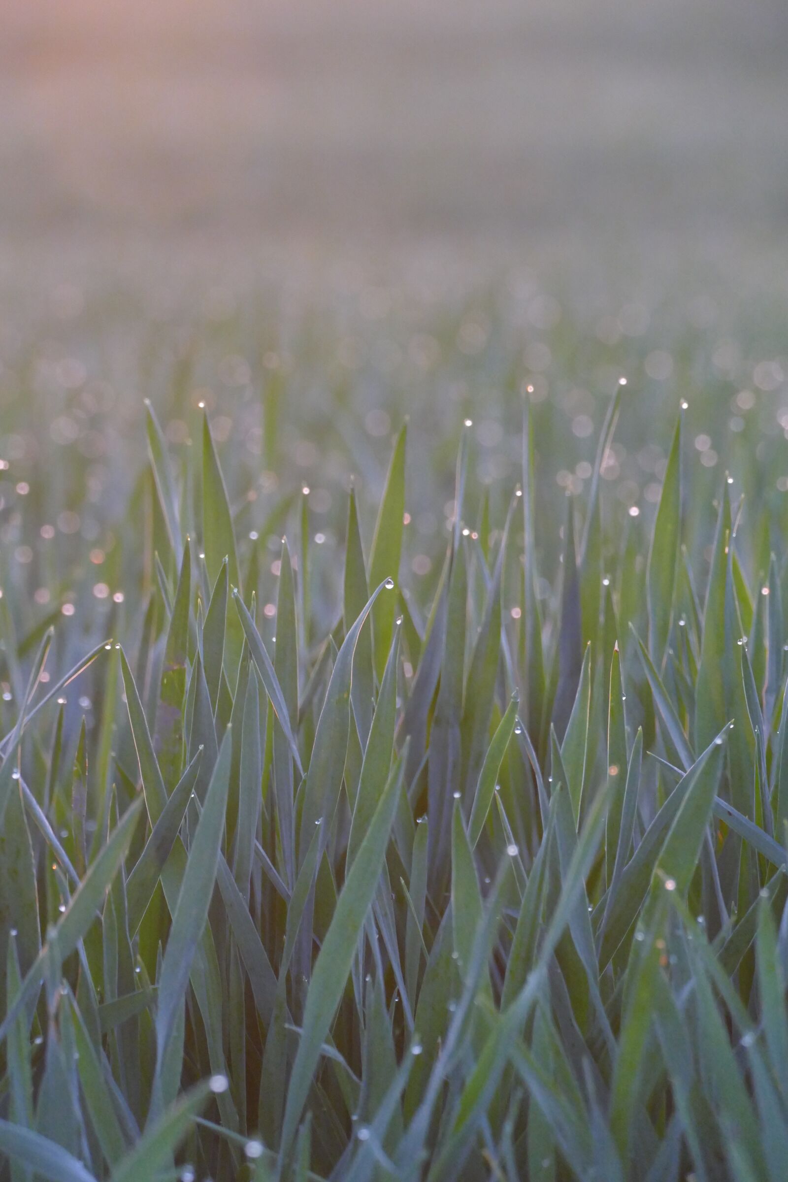 Panasonic Lumix DMC-FZ1000 sample photo. Cereals, dew, morning photography